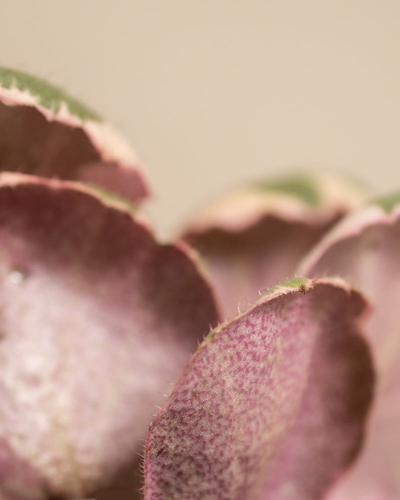 feey-pflanzen-trio-maranta-syngonium-saxifraga-ohne-topf image 8