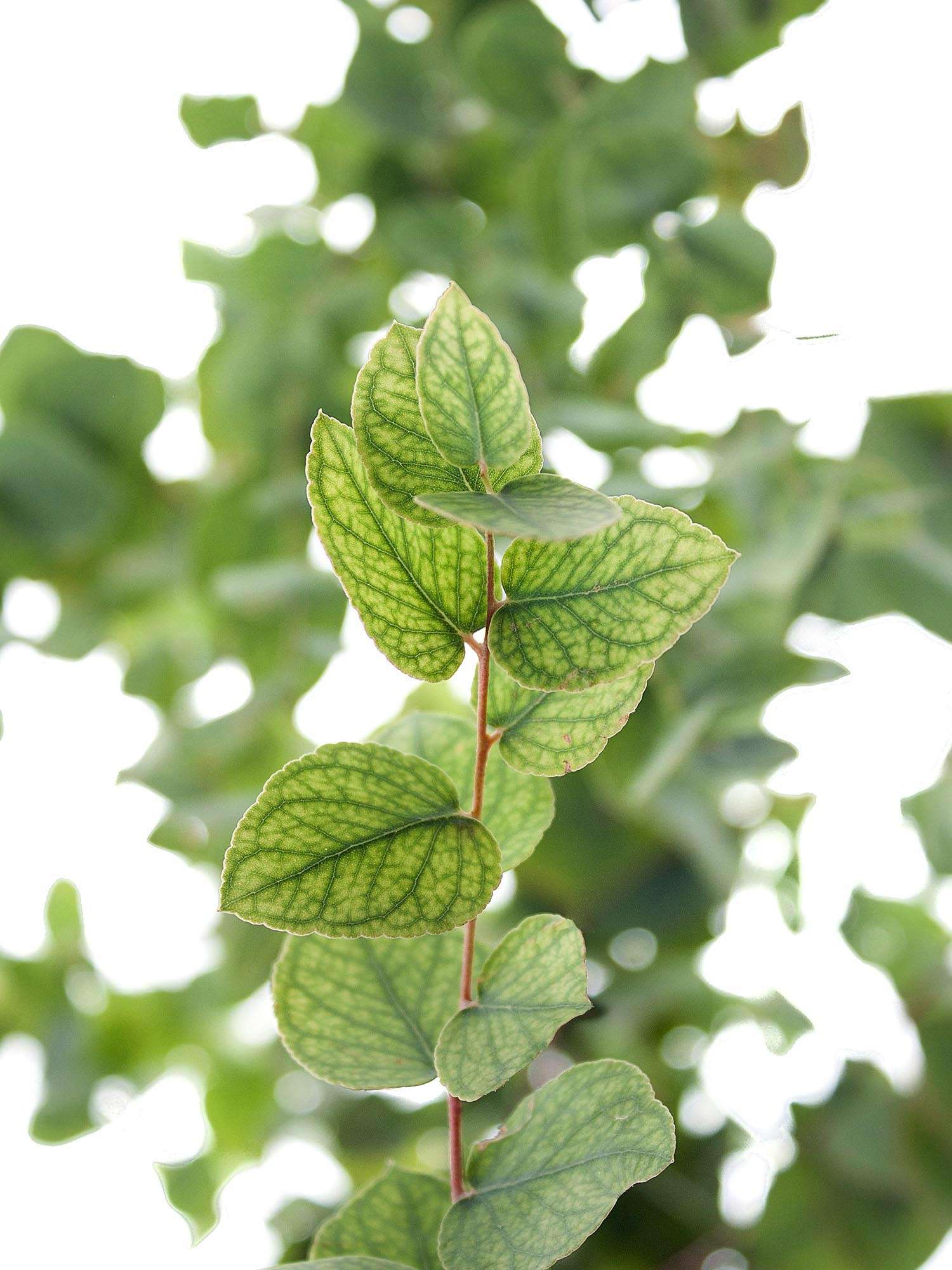 blumigo-eukalyptus-stuartiana-bindegr-n-gr-n-braun-bund image 1