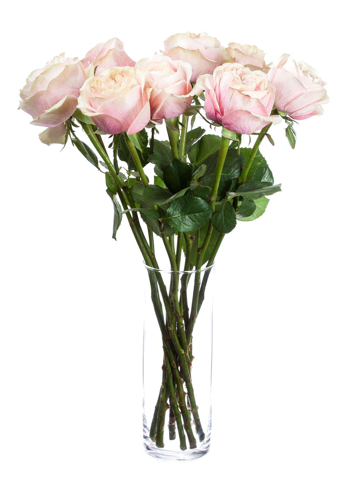 blumigo-rosen-swan-grace-rose-creme-koral-einzelstiel-frisch image 2