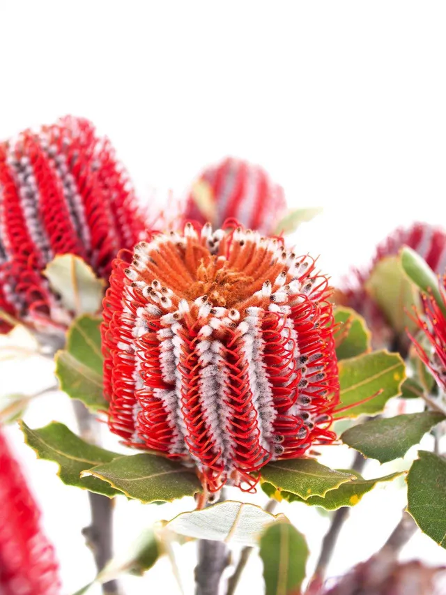 blumigo-proteen-banksia-coccinea-rot-stiel-exotisch image 1