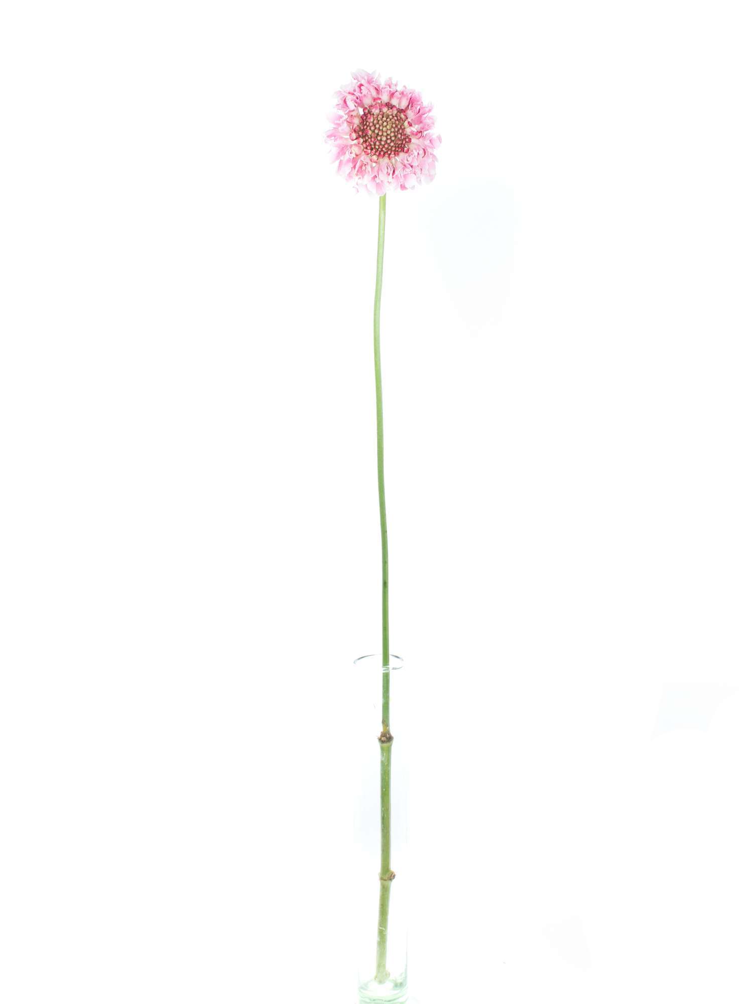 blumigo-skabiosen-schnittblumen-rosa-pink-bund-stiel image 3