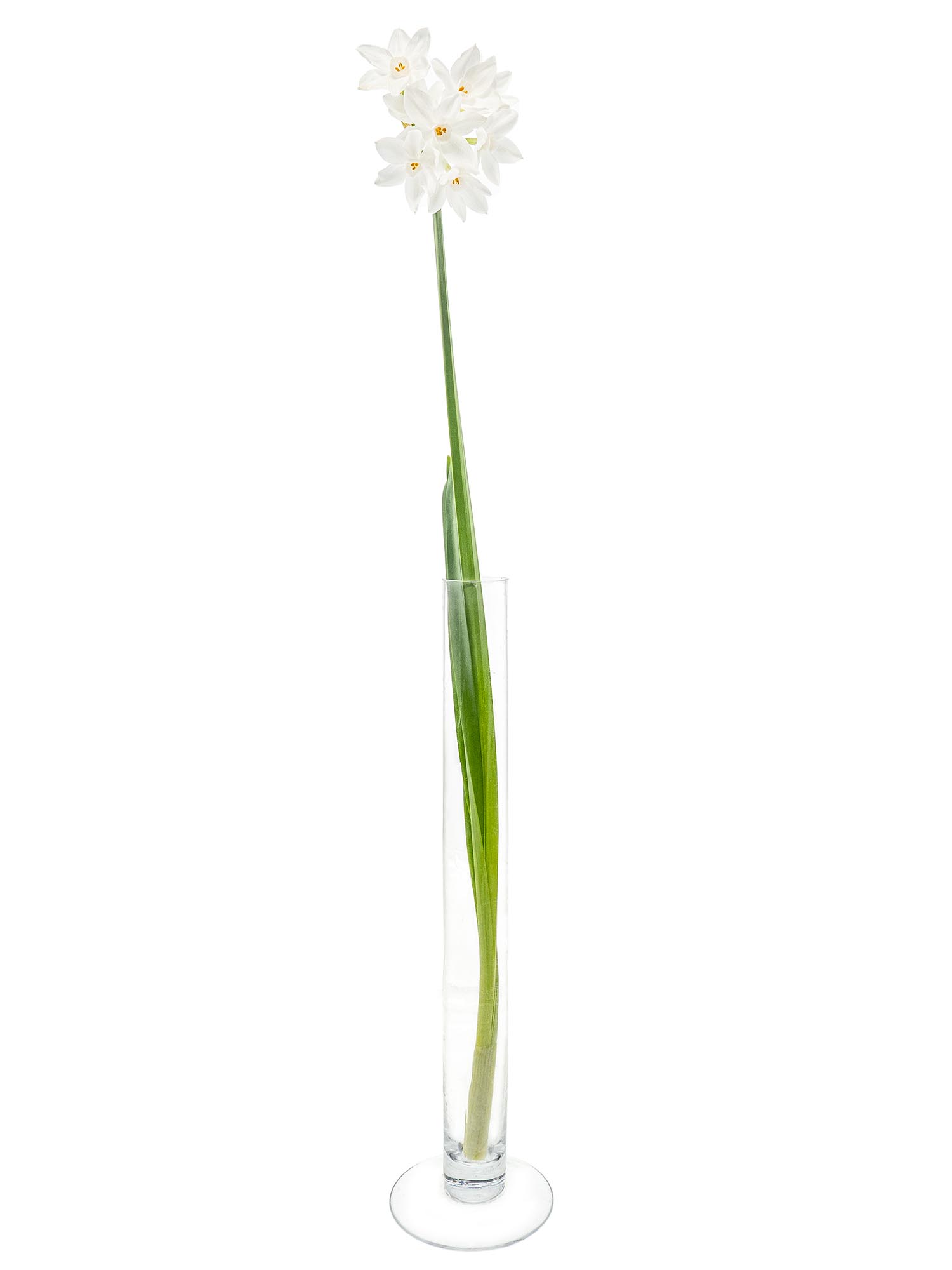 blumigo-narzissen-ziva-verzweigt-schnittblumen-wei image 4