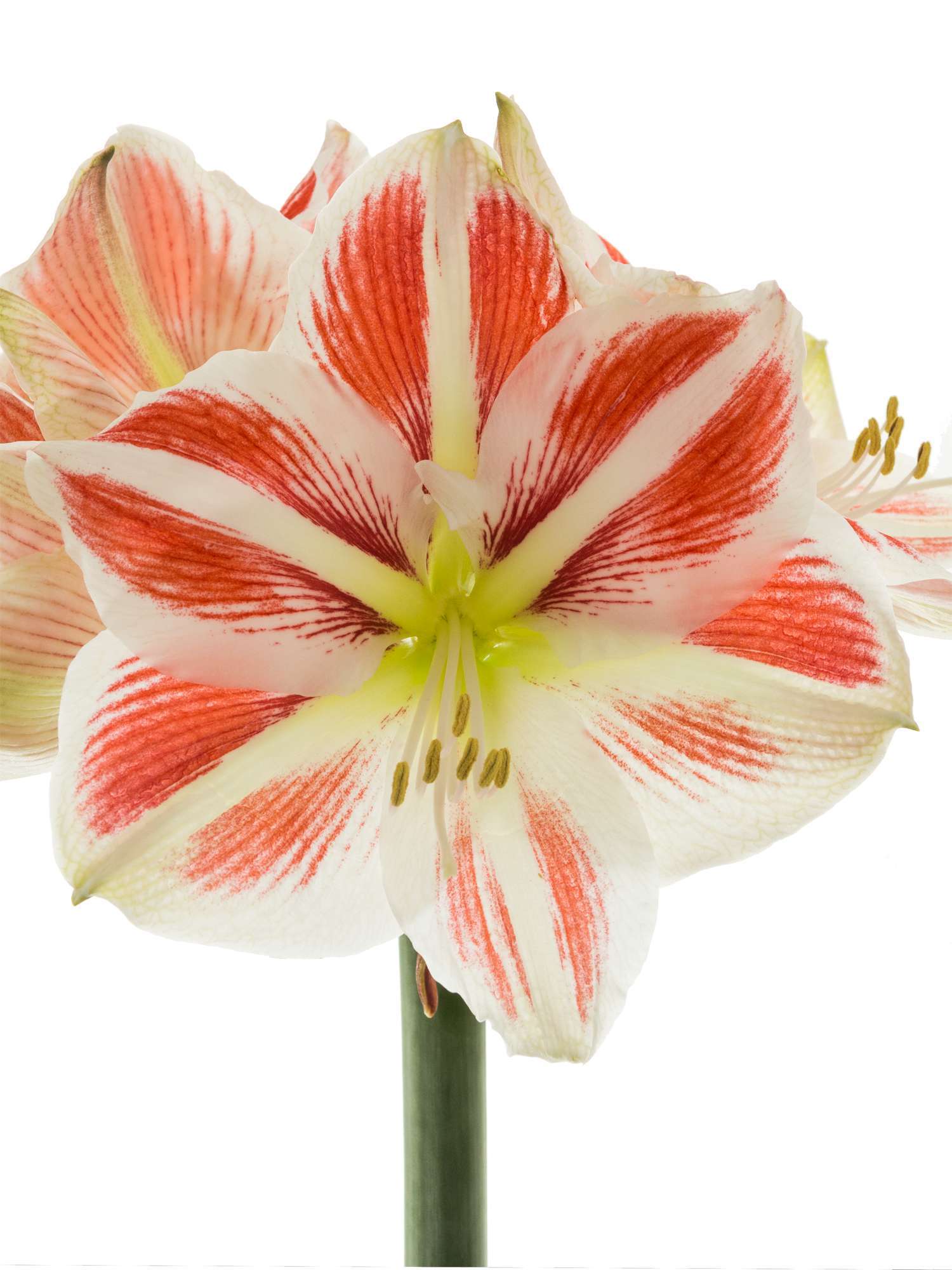 blumigo-amaryllis-sidney-schnittblume-rot-wei-stiel image 1