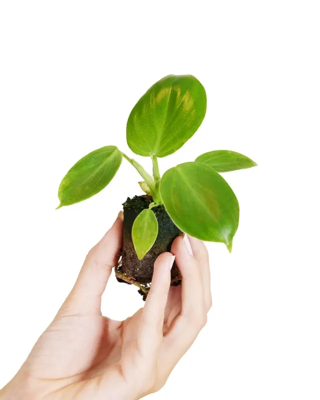 plnts-baby-philodendron-pittieri-zimmerpflanze-10-cm-pflegeleicht image 1