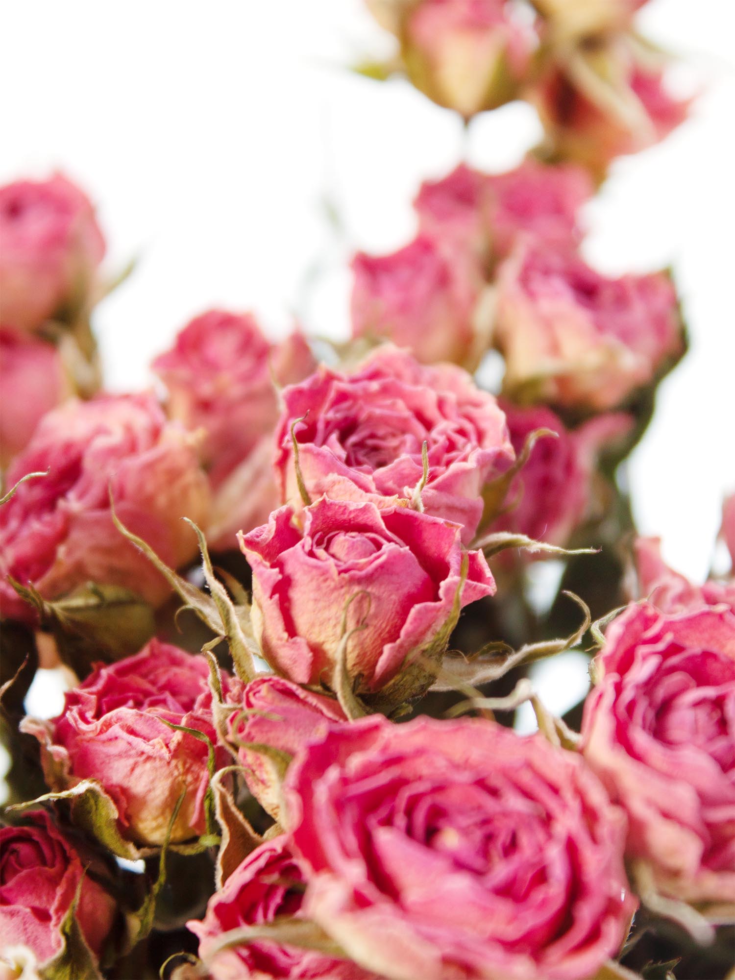 blumigo-trockenblumen-verzweigte-rosen-rosa-pink-getrocknet image 1