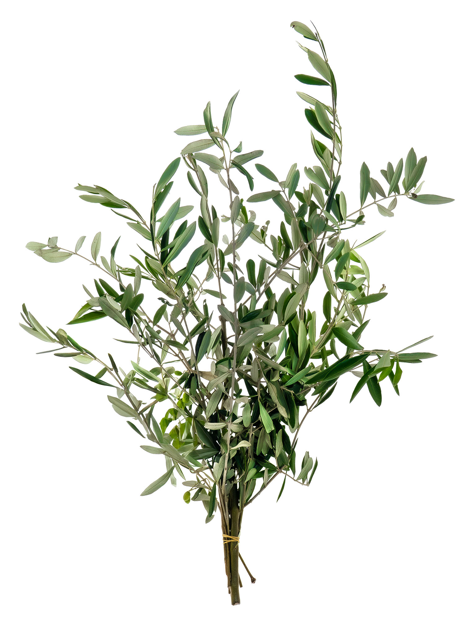 blumigo-exklusives-greenery-olivenzweige-bund-frisch-50-cm image 3