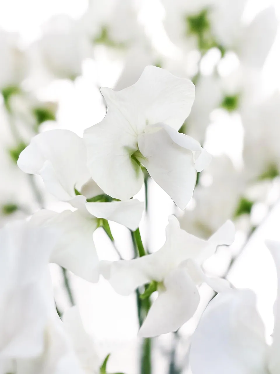 blumigo-wicken-sunshine-white-wei-e-schnittblume image 1