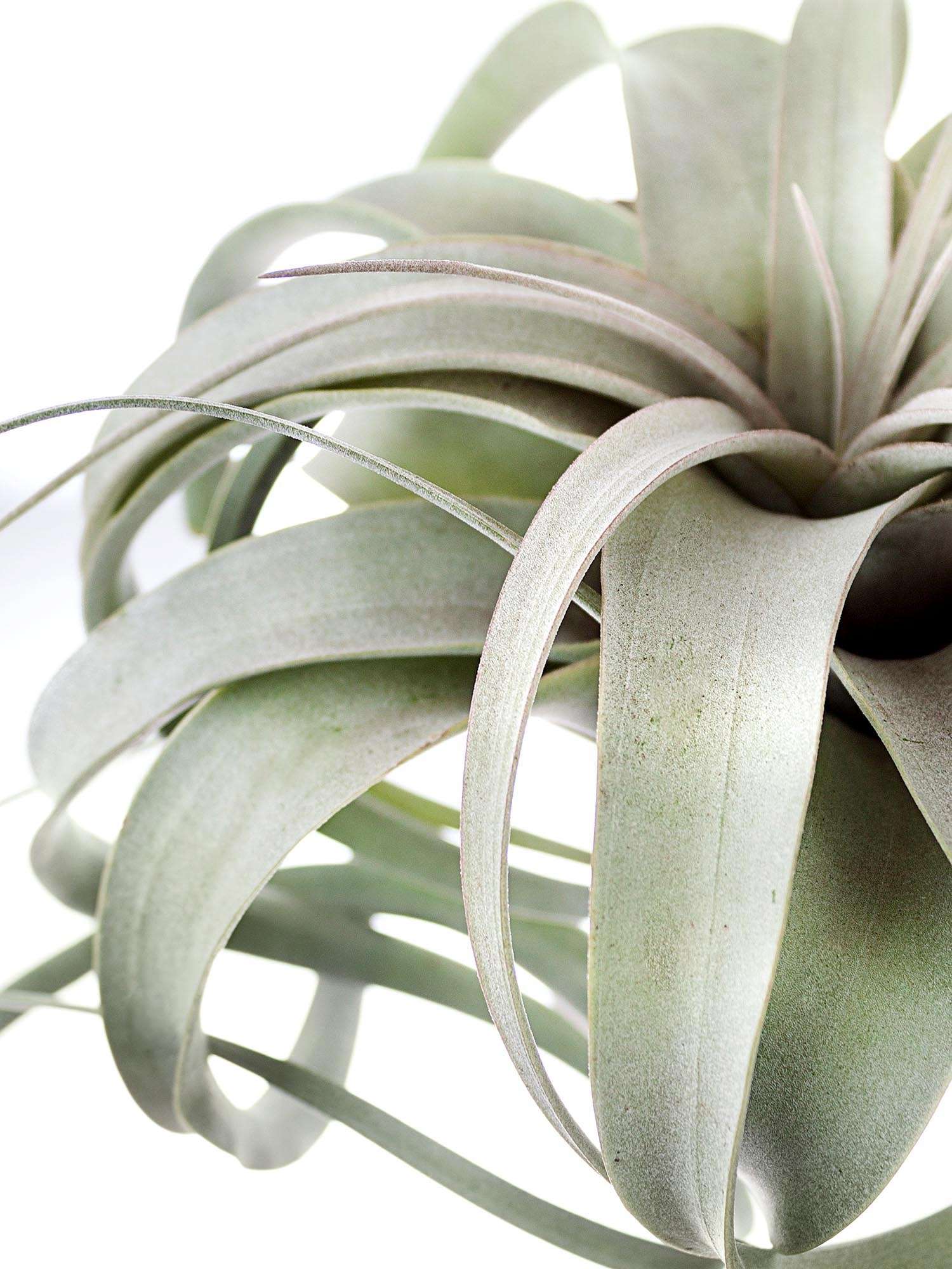 blumigo-tillandsia-xerographica-xl-luftpflanze-gr-n-silber image 1