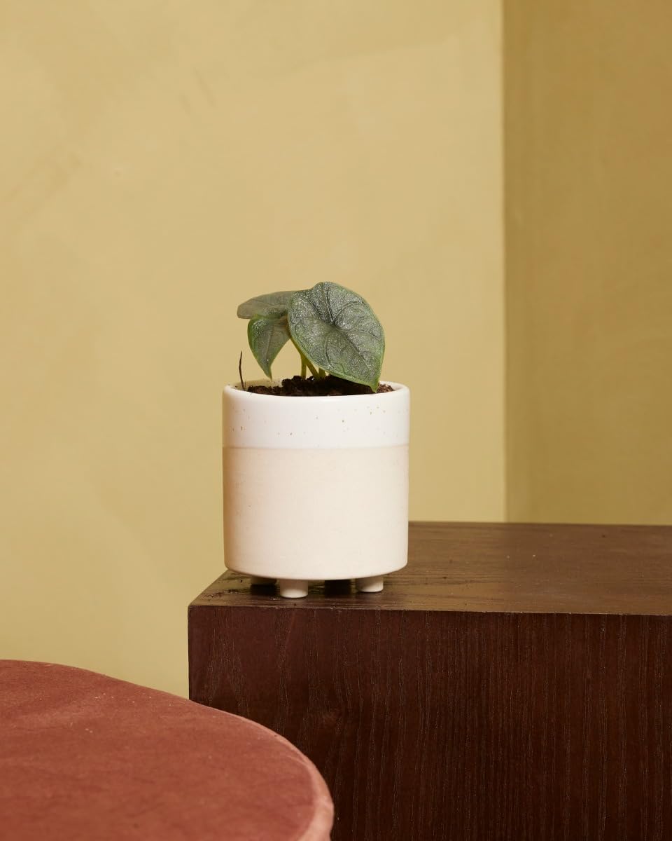 plnts-babyplnts-alocasia-melo-zimmerpflanze-baby-10-cm image 6