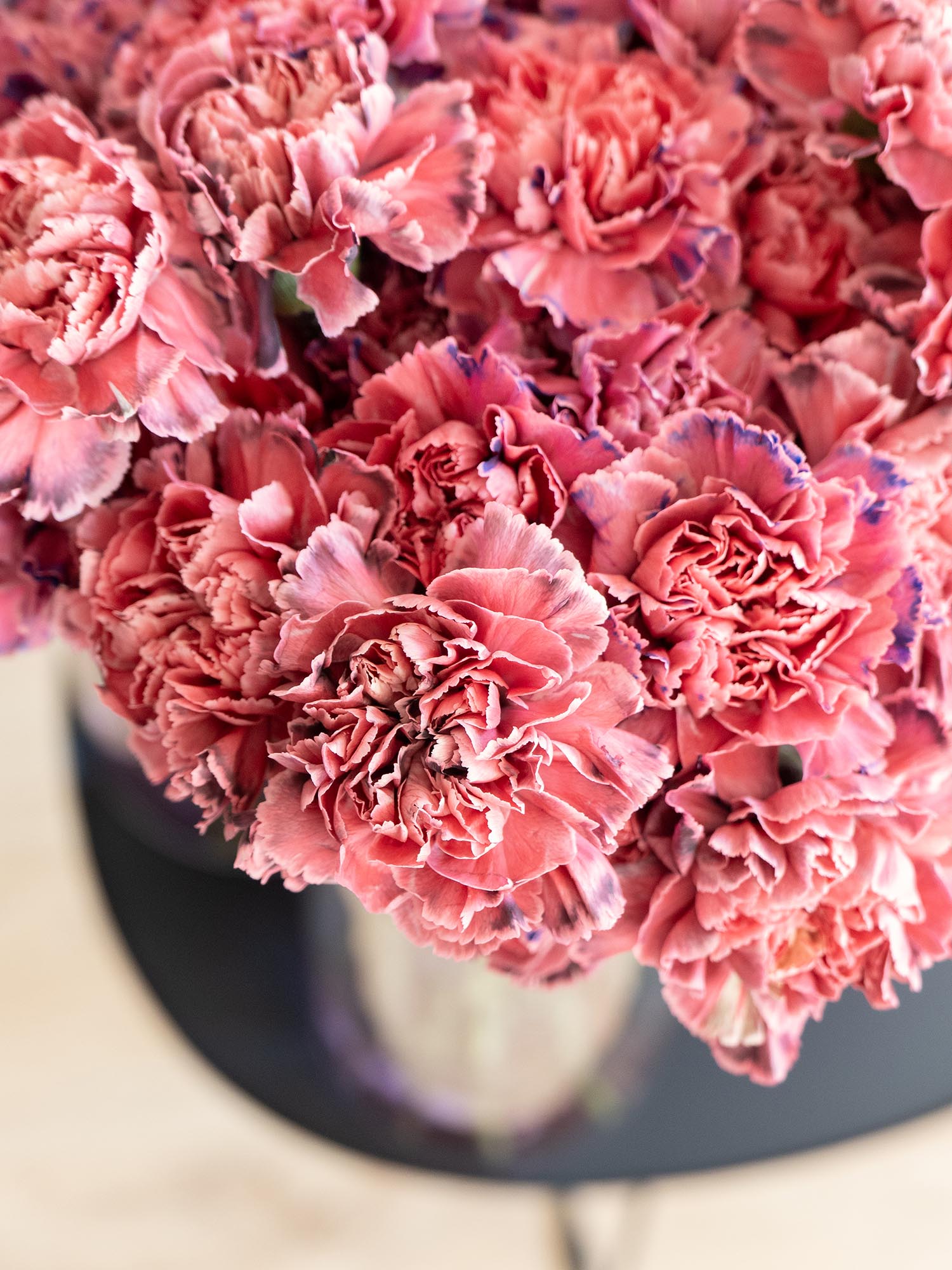 blumigo-edelnelken-alejandrina-schnittblumen-coral-violett image 4