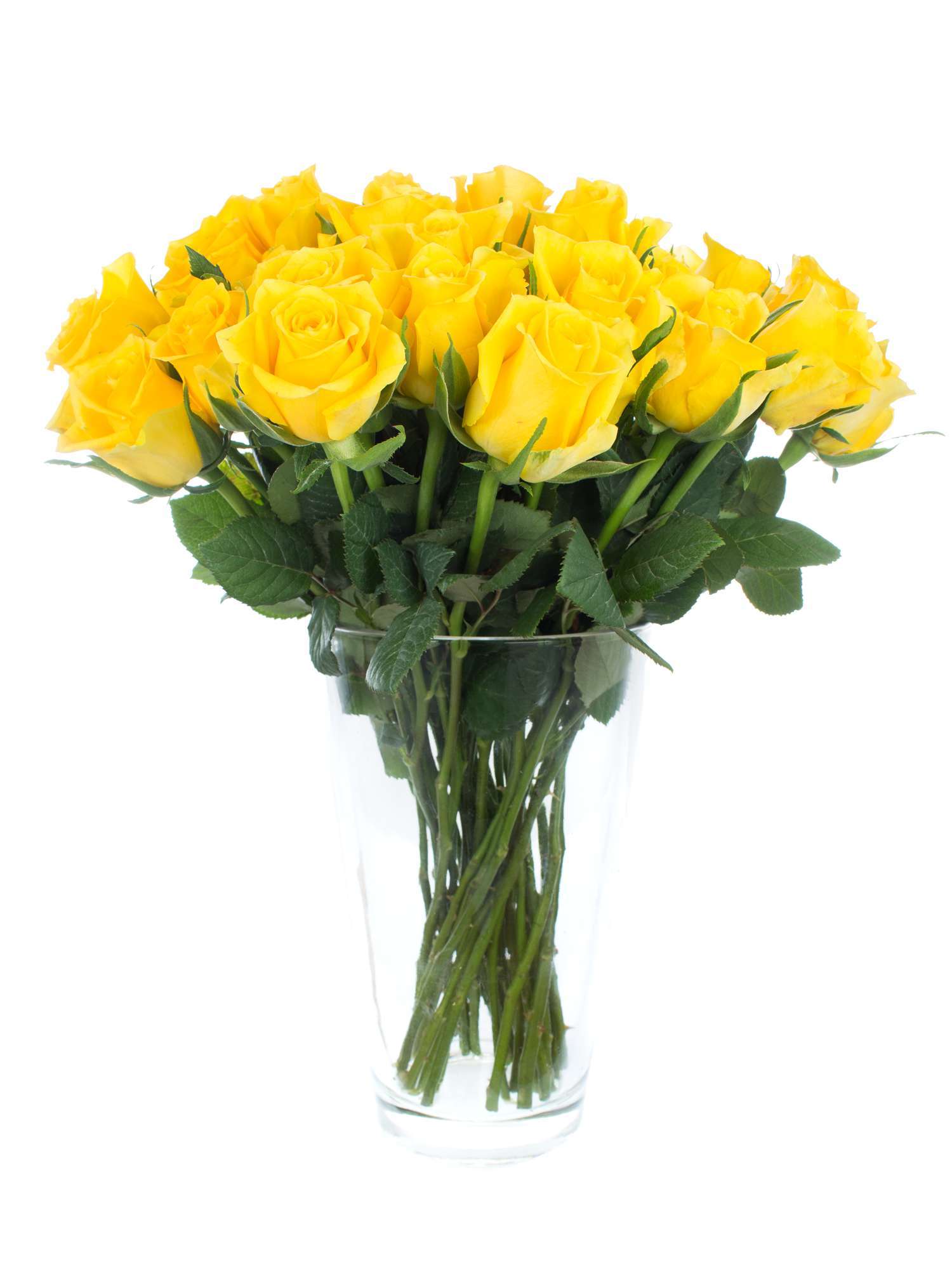blumigo-rosen-moonwalk-schnittrose-gelb image 3