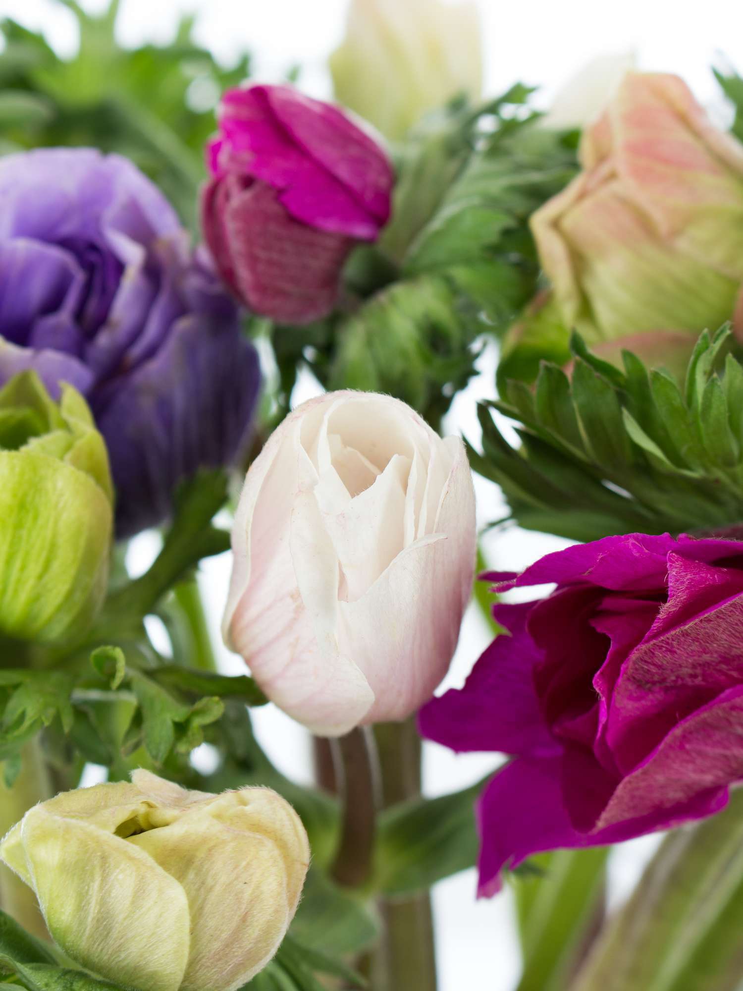 blumigo-anemonen-bunte-mischung-schnittblumen-frisch image 2