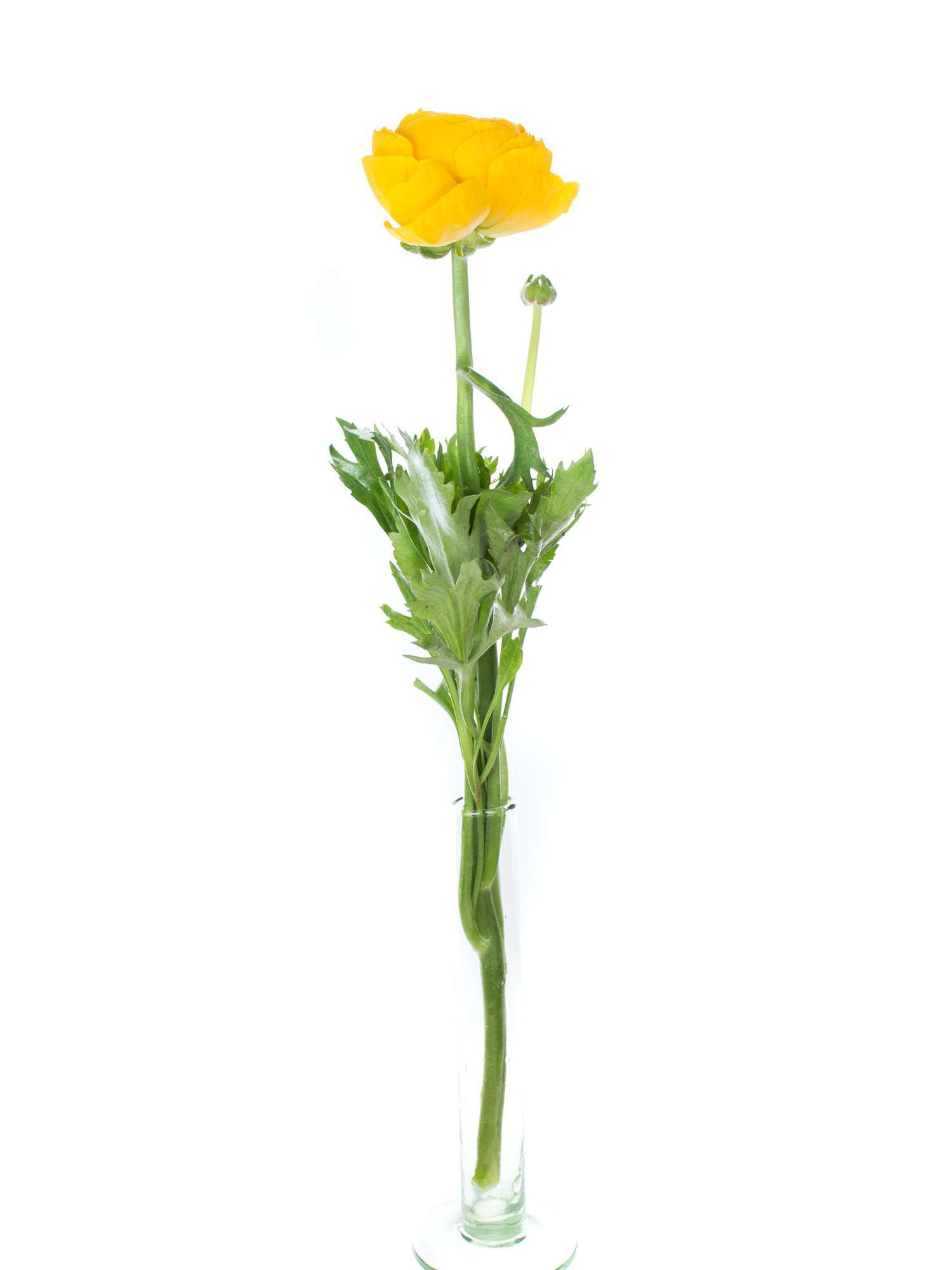 blumigo-ranunkeln-xl-cloni-pareo-schnittblume-gelb image 5