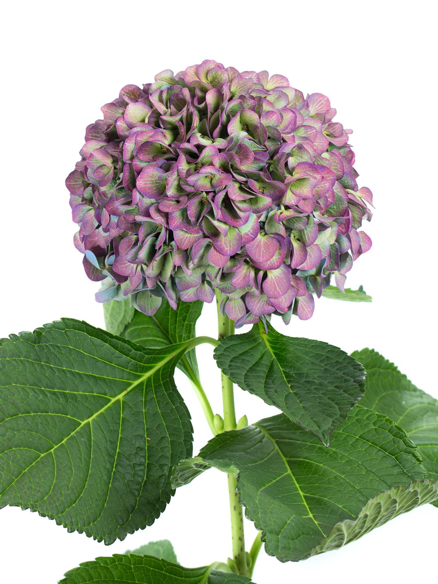 blumigo-hortensien-magical-elbtal-classic-schnittblume-aubergin image 1