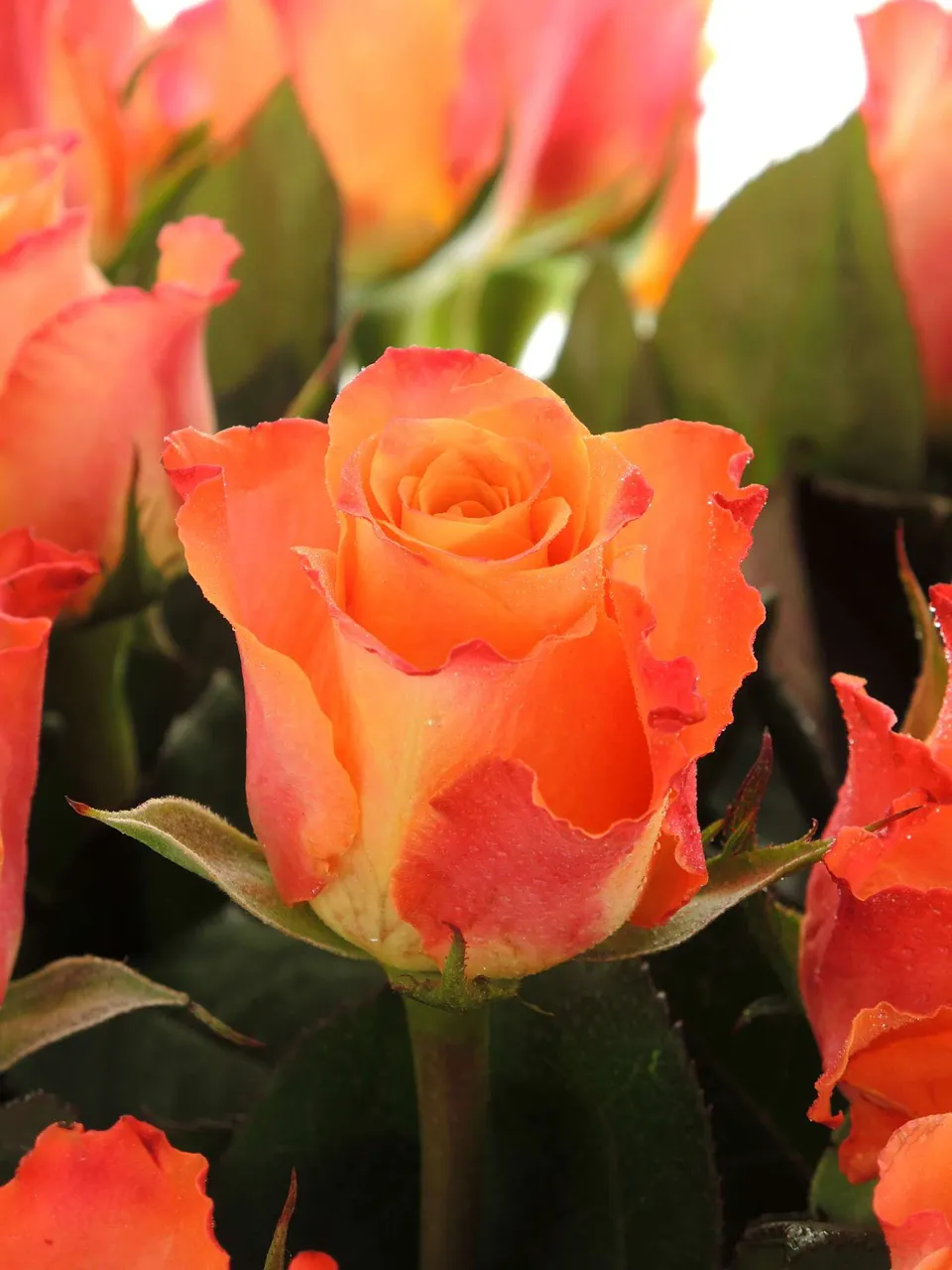 blumigo-rosen-mariyo-rose-orange-gro-bl-tig image 1
