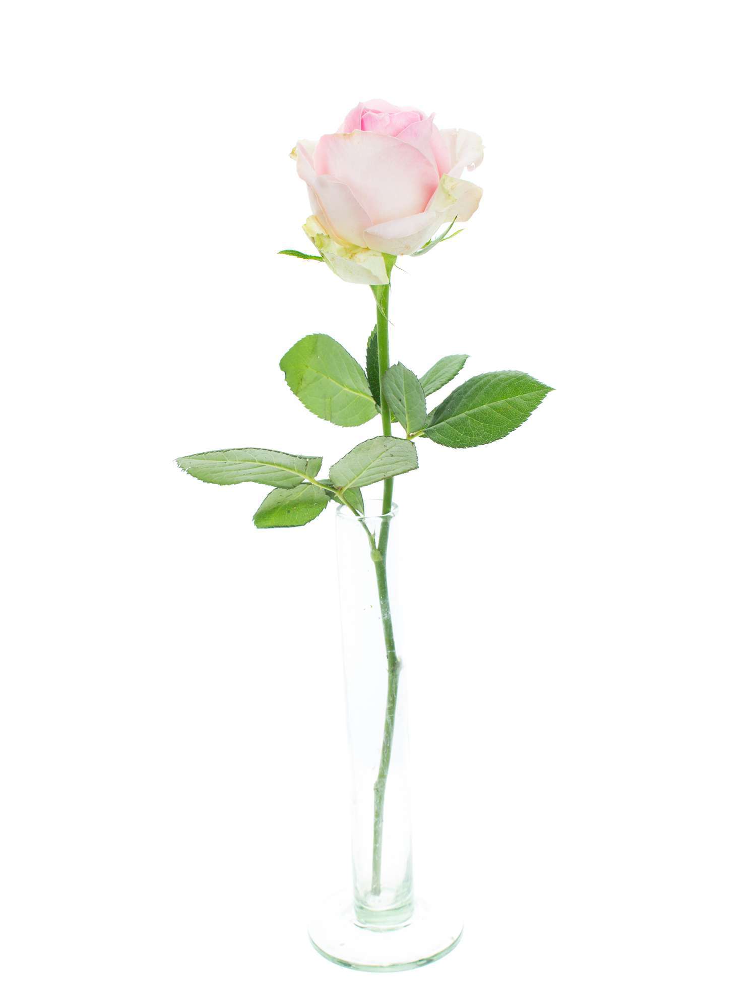 blumigo-rosen-avalanche-sorbet-schnittrosen-hell-ros-40-cm image 4