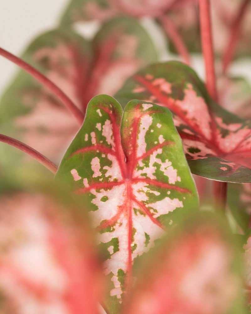 feey-variado-caladium-roze-buntblatt-rosa-zimmerpflanze image 2