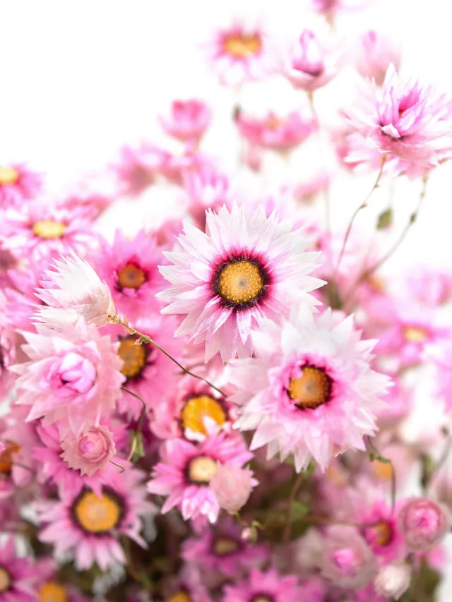blumigo-rodanthe-sonnenfl-gel-trockenblumen-natur-rosa image 1