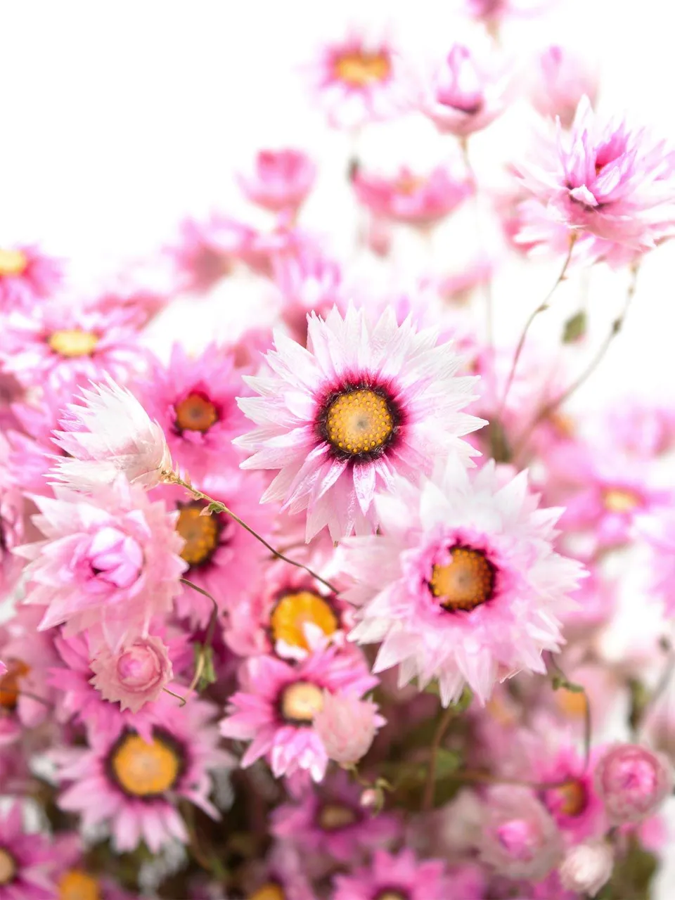 blumigo-rodanthe-sonnenfl-gel-trockenblumen-natur-rosa image 1