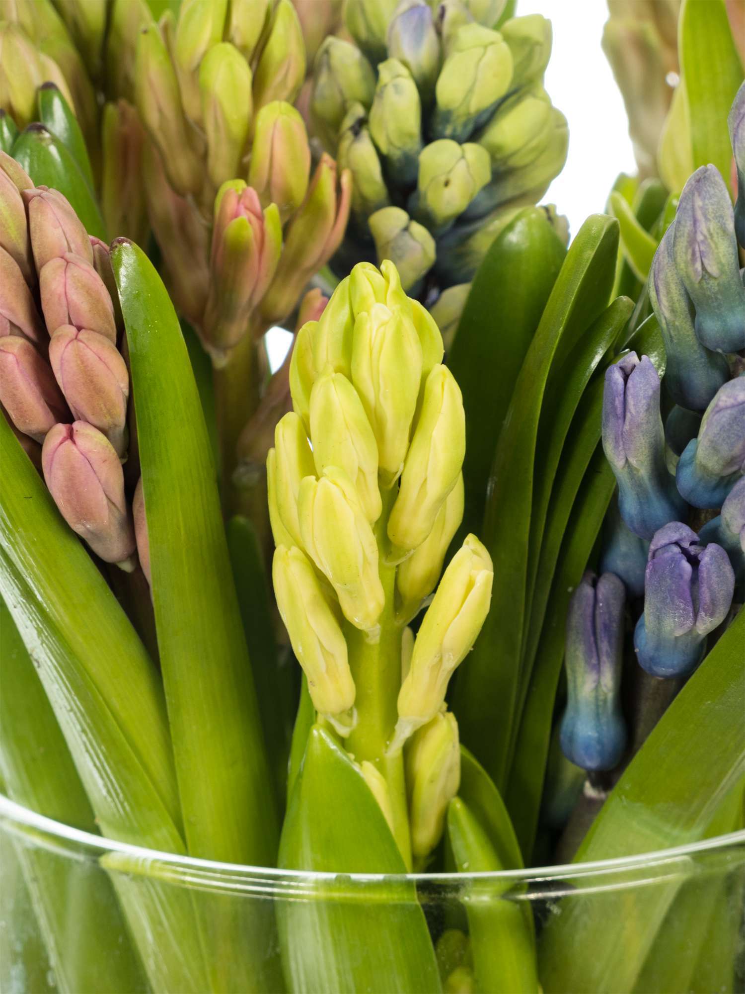 blumigo-fr-hlingsknollen-hyazinthen-bunte-mischung-blumenzwiebel image 3