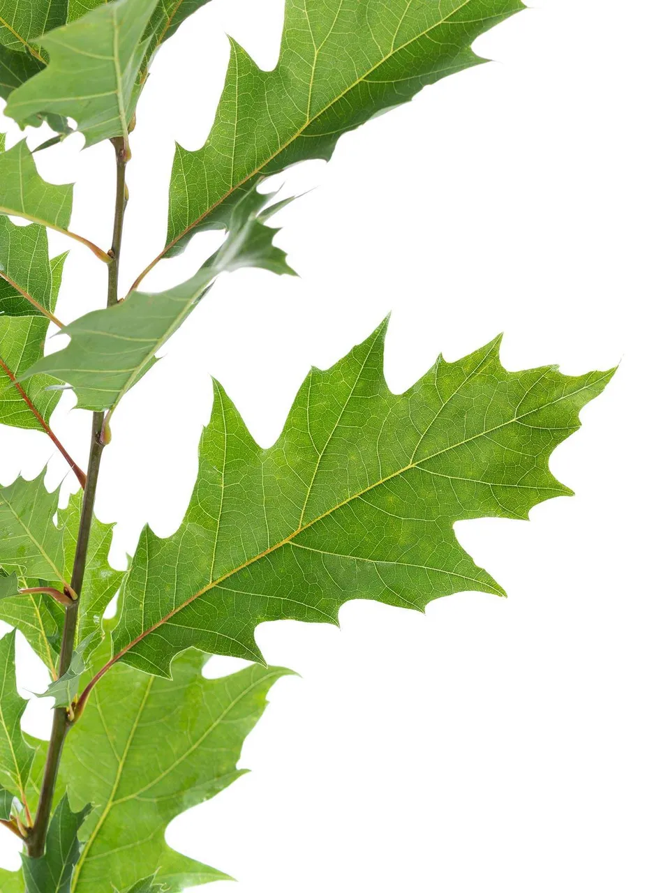 blumigo-blattwerk-eichenbl-tter-bindegr-n-naturgr-n image 1