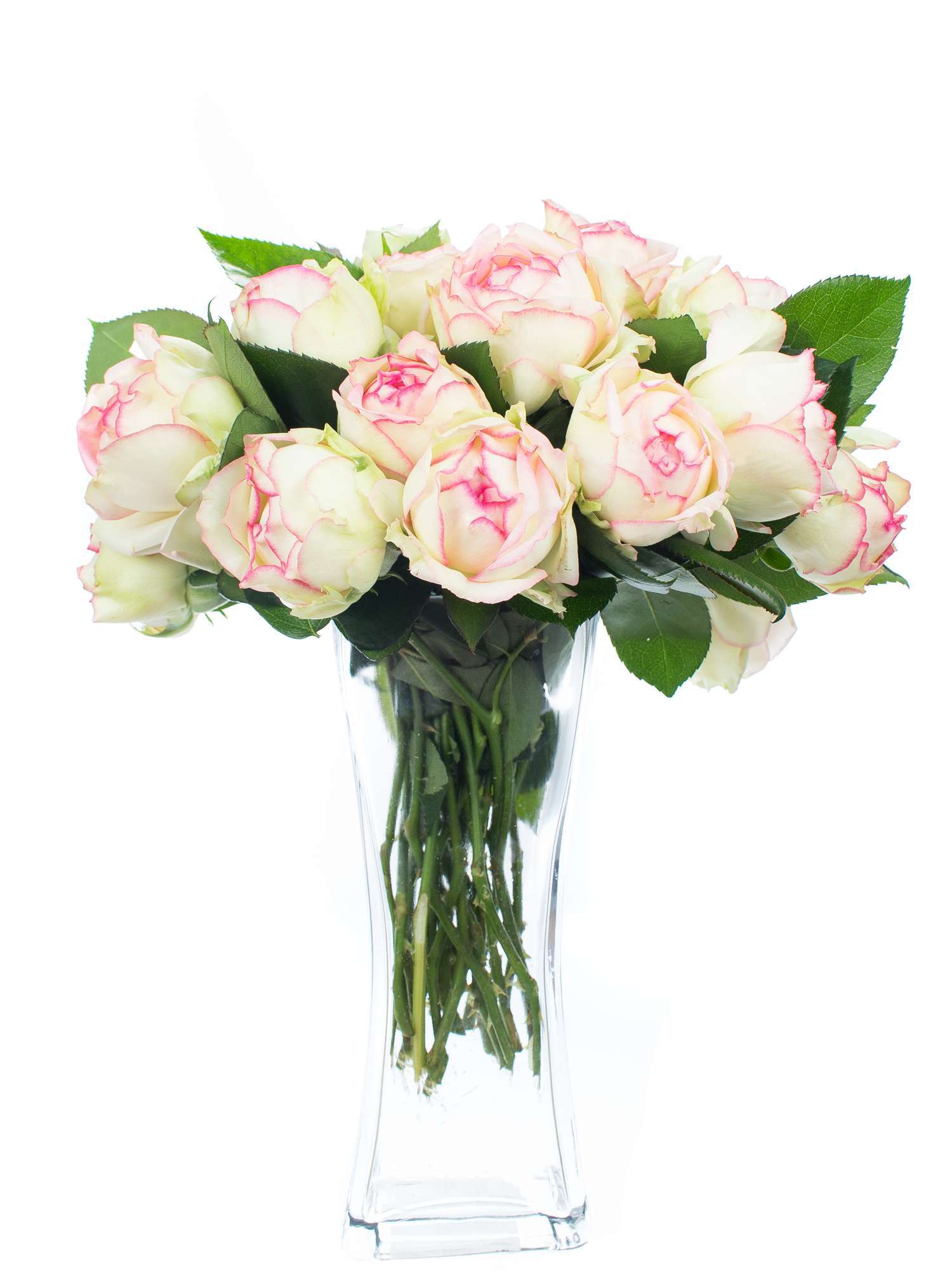 blumigo-rosen-ave-maria-schnittrose-pink-creme-frisch image 2