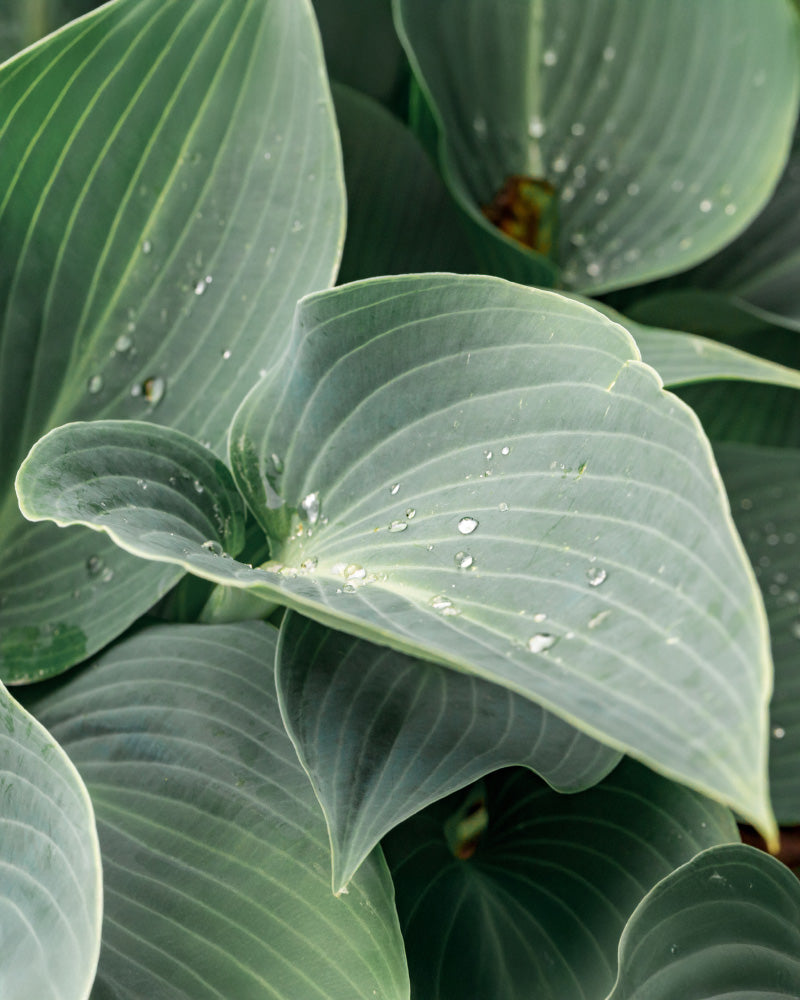 feey-amsterdam-blaue-hosta-funkie-2-stk-rhizom-winterhart image 2
