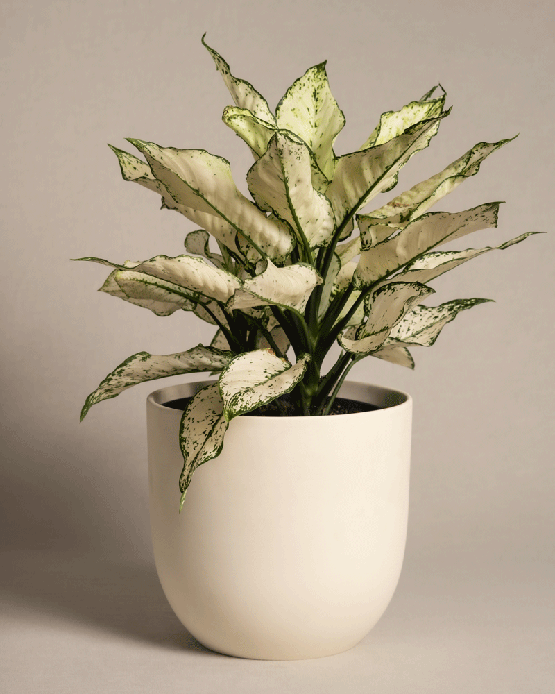 feey-variado-aglaonema-kiwi-gro-e-zimmerpflanze-pflegeleicht image 6