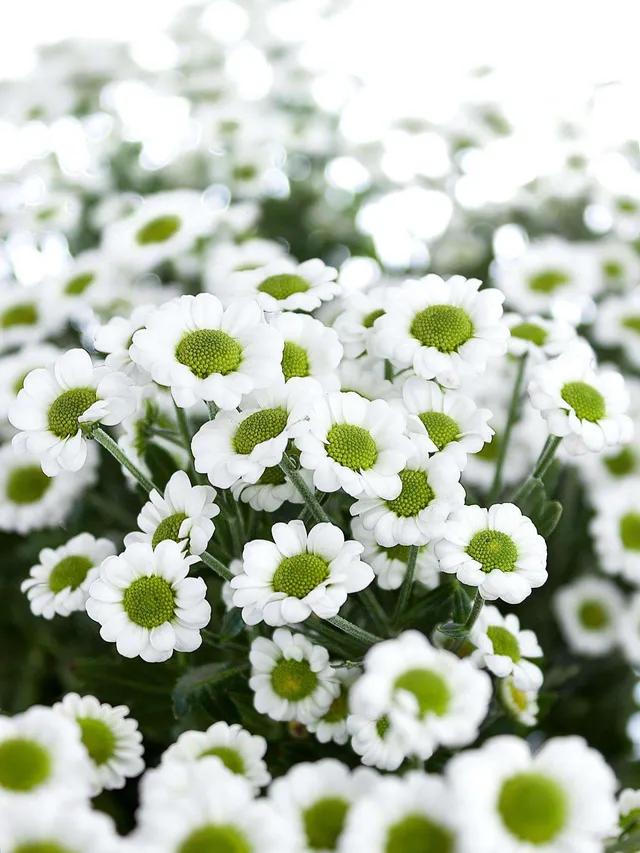 blumigo-chrysanthemen-little-white-schnittblume-wei-gr-n image 1