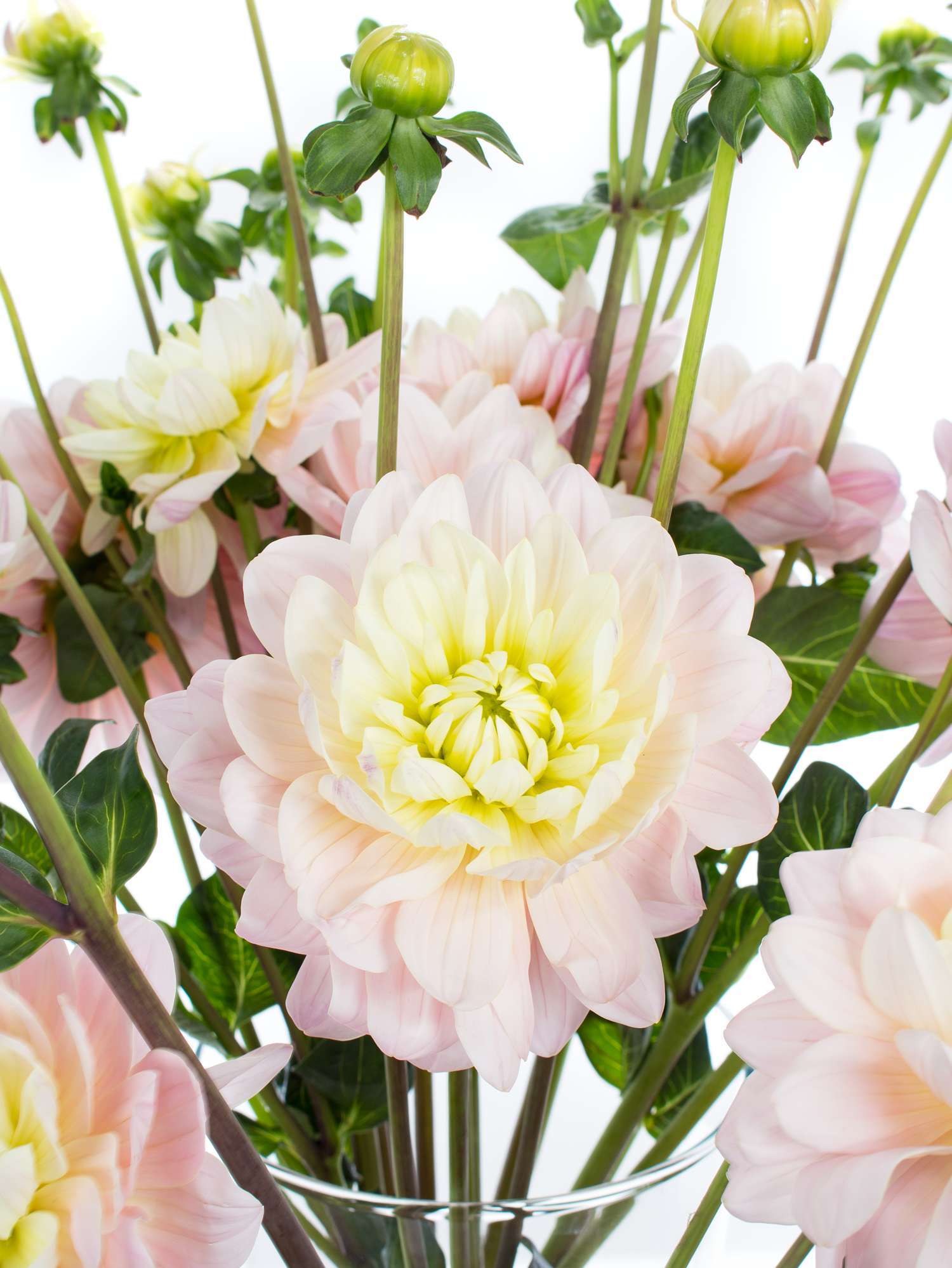 blumigo-diana-s-memory-dahlie-rosa-creme-1-stiel image 1