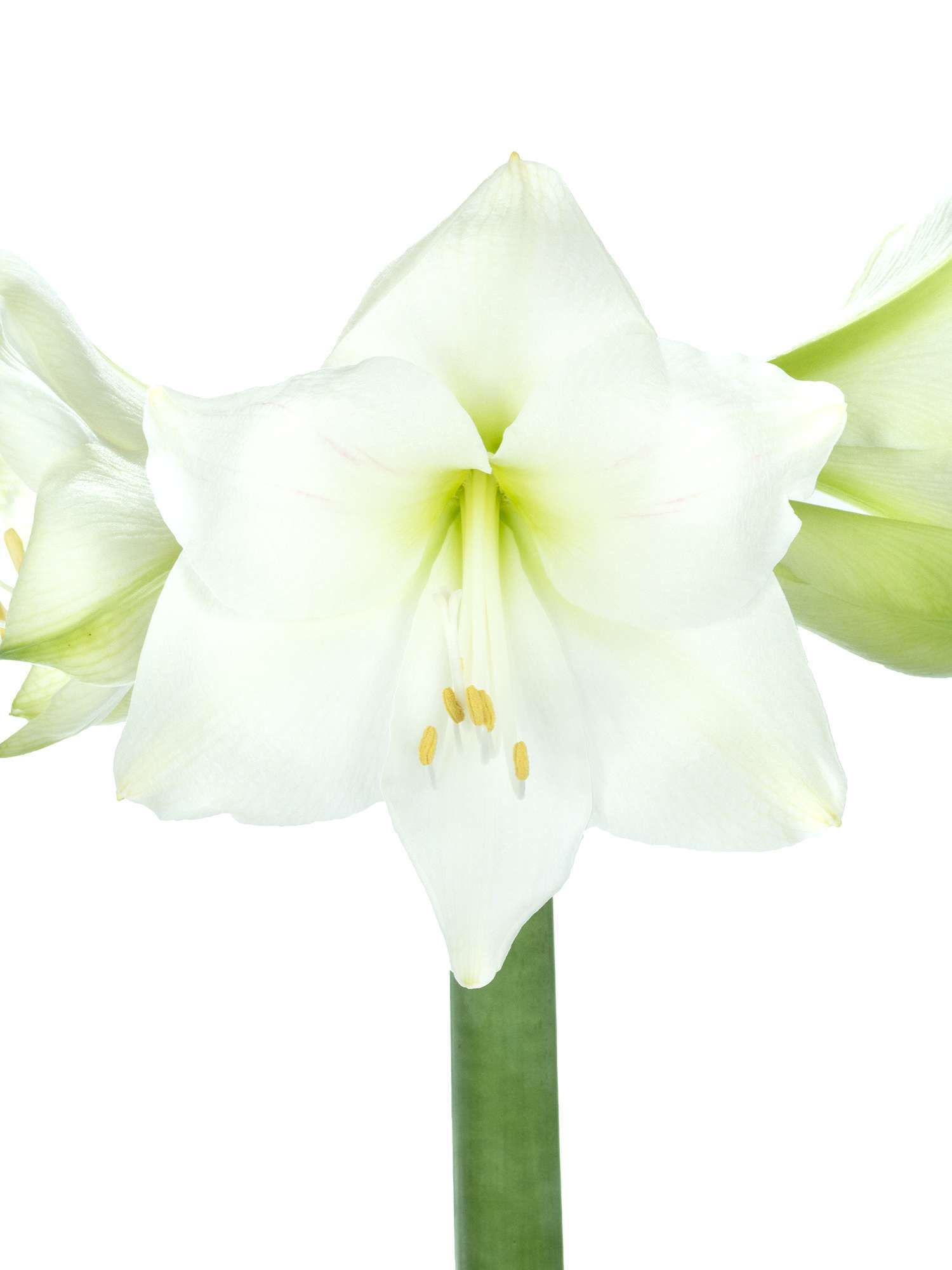 blumigo-amaryllis-mont-blanc-wei-schnittblume image 4
