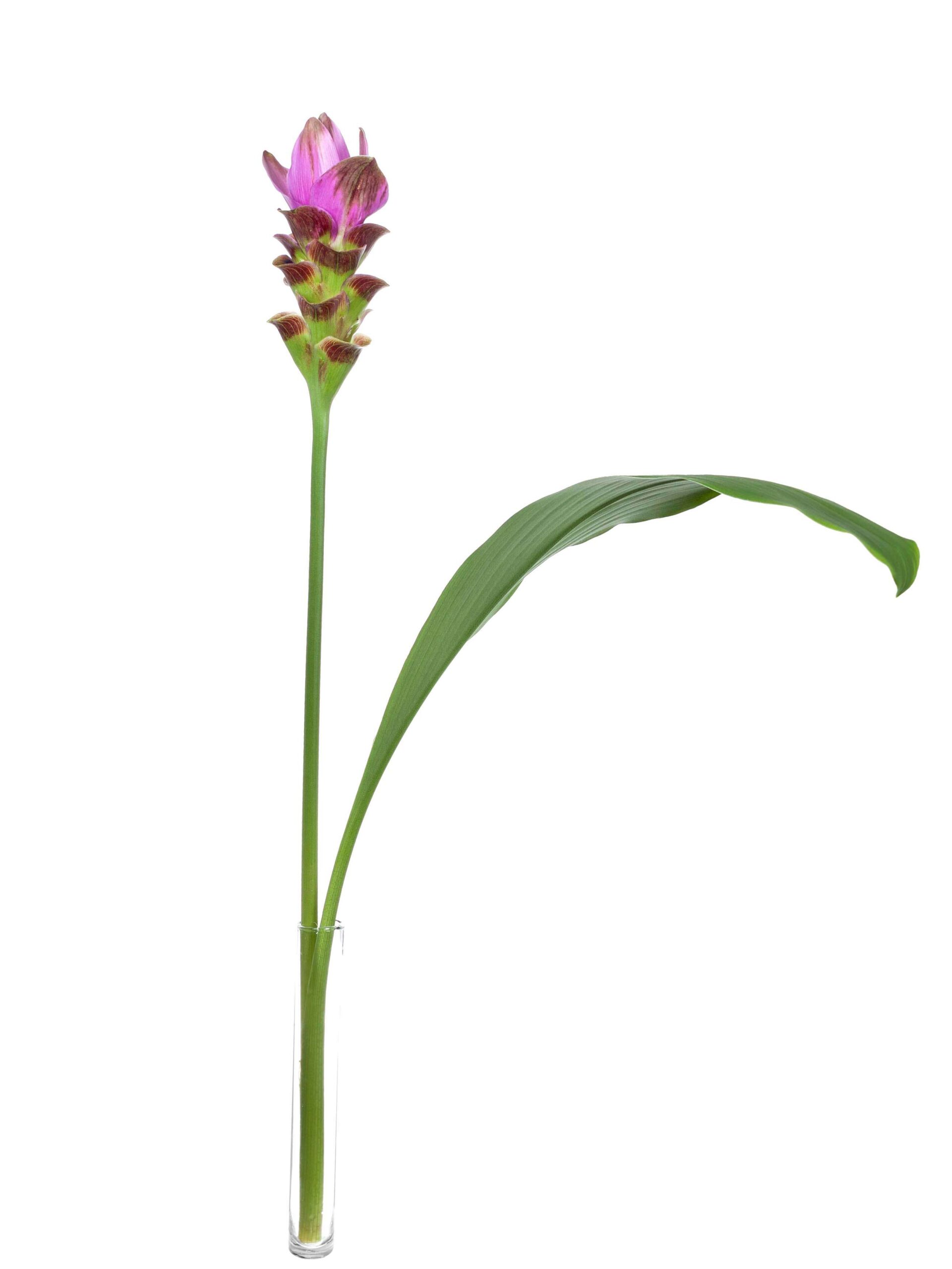 blumigo-kurkuma-siam-shadow-pink-schnittblume-stiel image 3