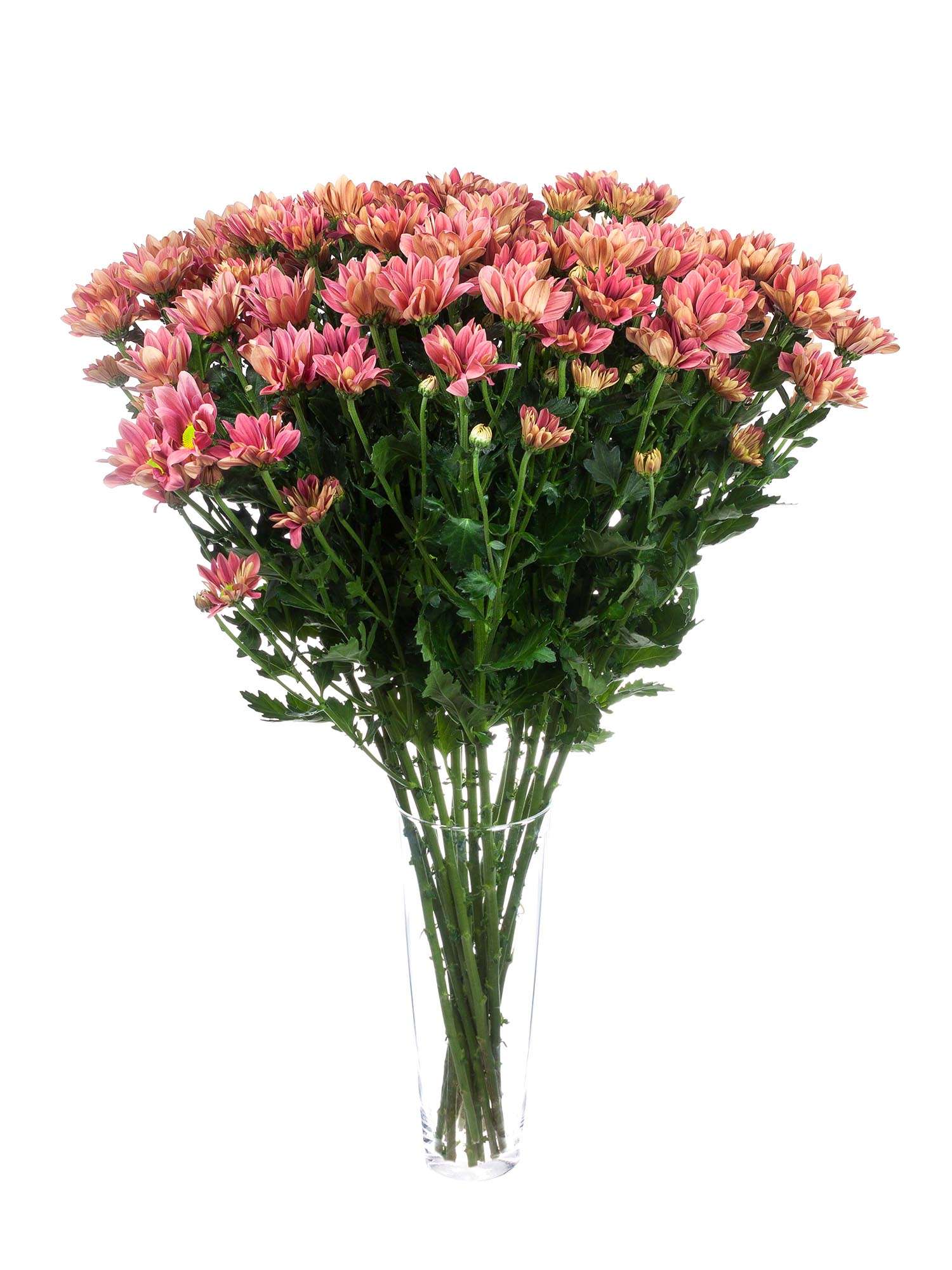 blumigo-chrysanthemen-grand-cherry-schnittblume-korall-creme image 2