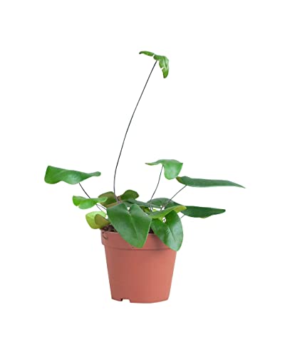 plnts-rareplnts-hemionitis-arifolia-herzfarn-12cm-topf image 7