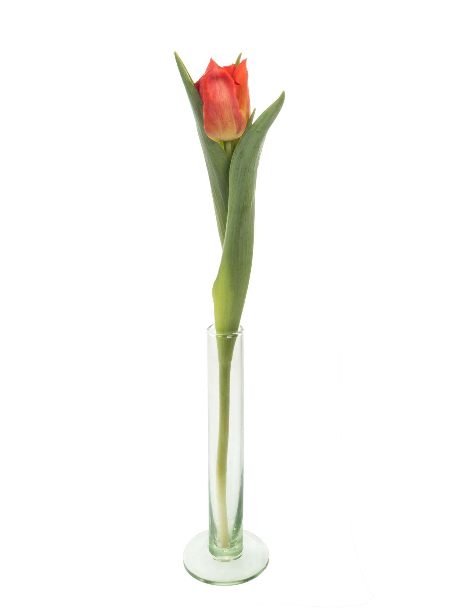 blumigo-tulpen-viking-gef-llte-tulpe-rot-stiel image 3