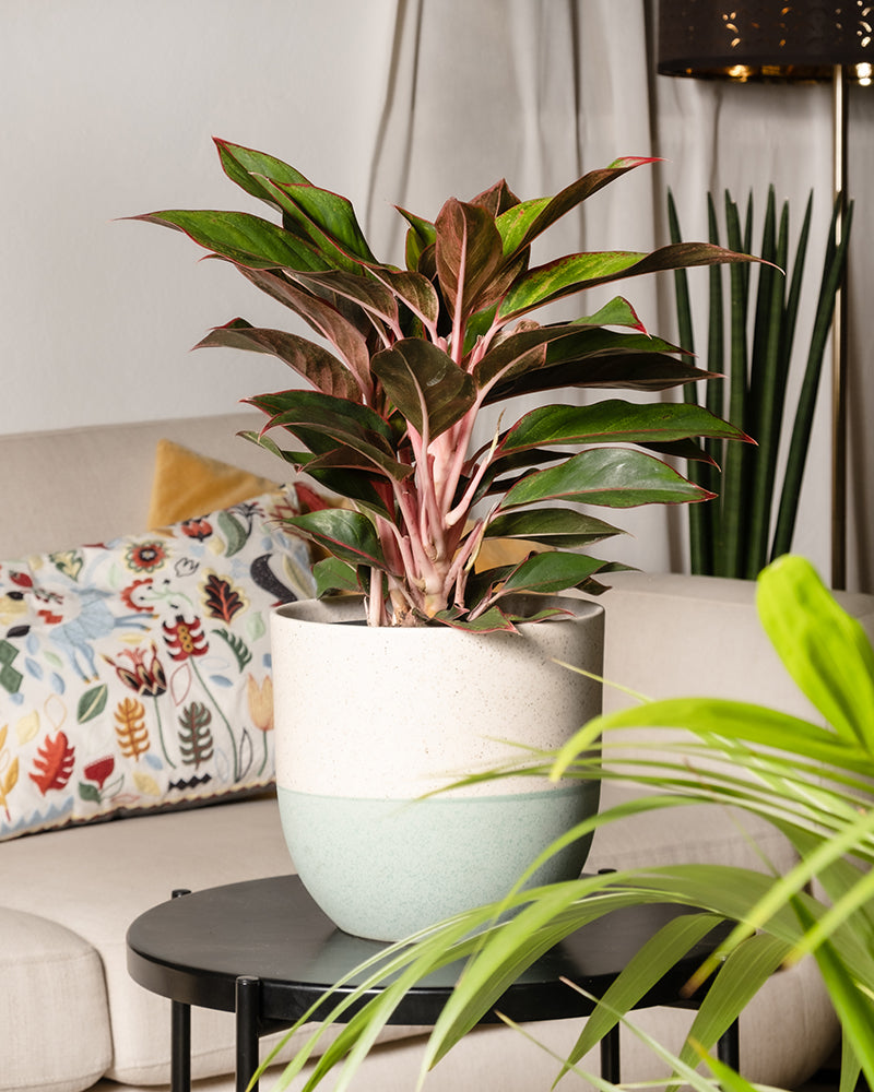 feey-variado-aglaonema-jungle-red-zimmerpflanze-gro-rot image 4