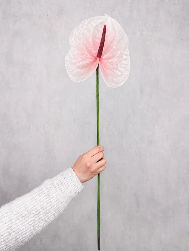 blumigo-anthurie-lunette-schnittblume-rosa-pink image 1