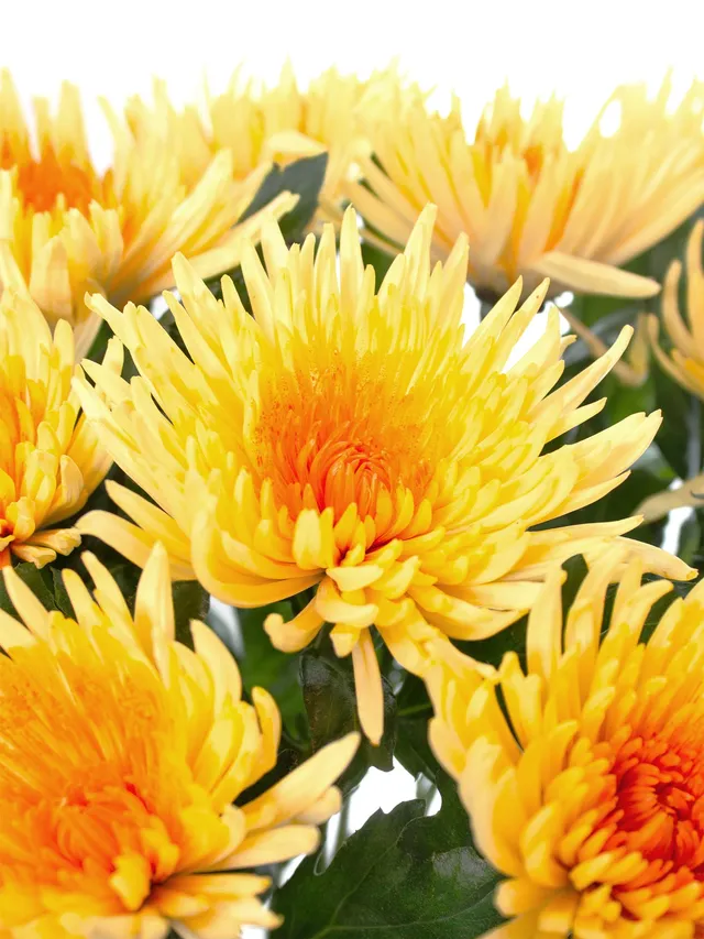 blumigo-chrysanthemen-anastasia-gelb-orange-schnittblume image 1