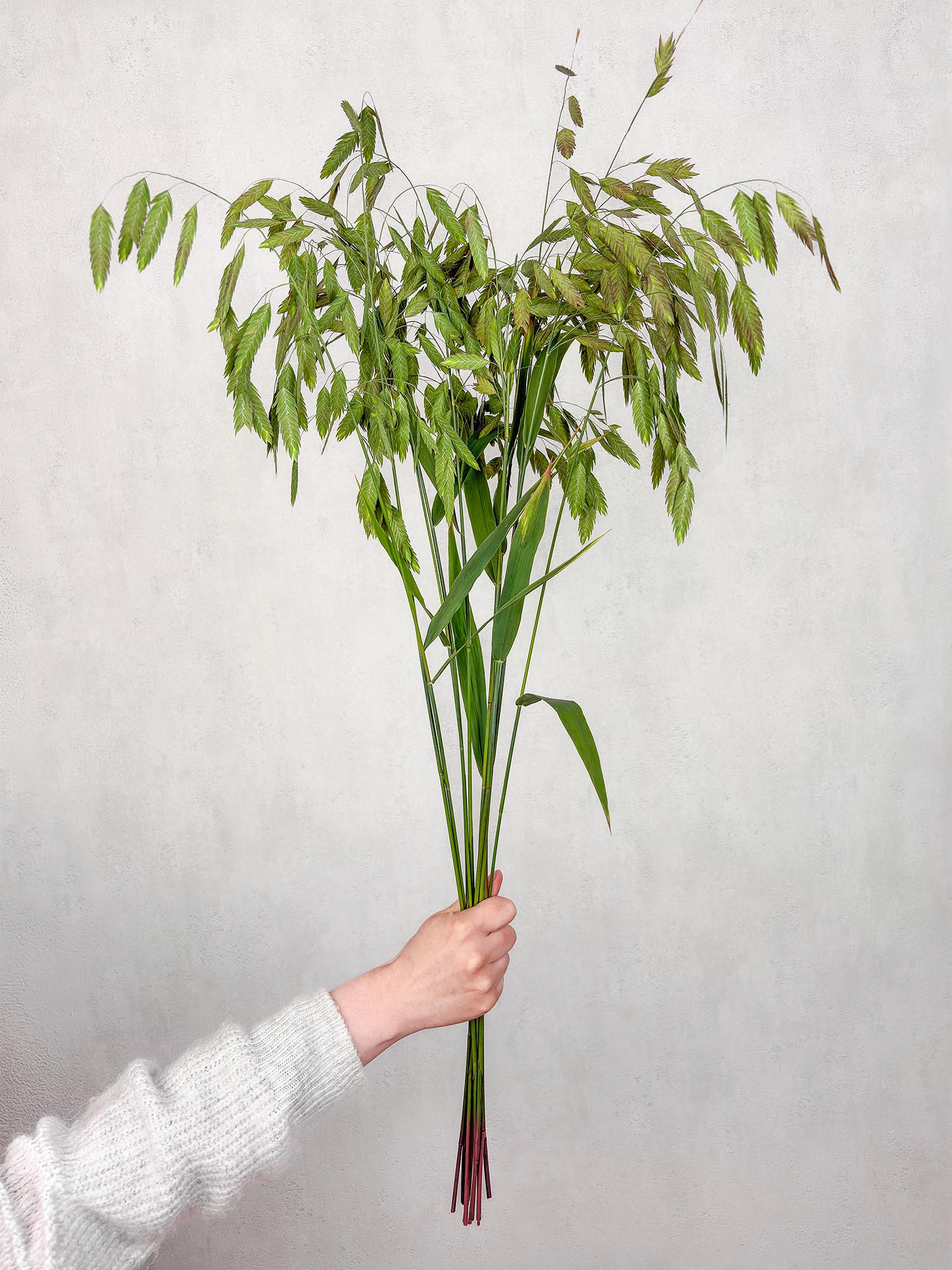 blumigo-chasmanthium-latifolium-platt-hren-gras-gr-n image 3