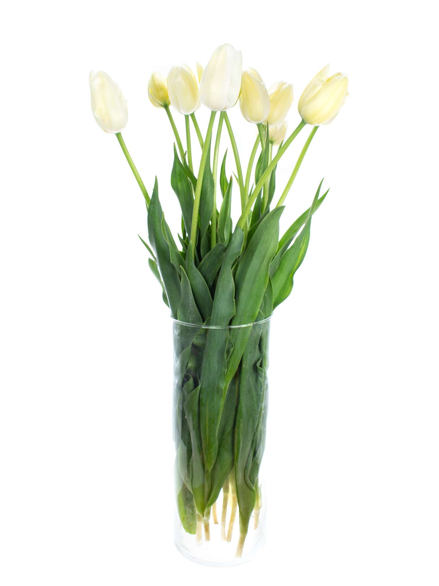 blumigo-tulpen-franz-sische-maureen-wei-creme-schnittblume image 2