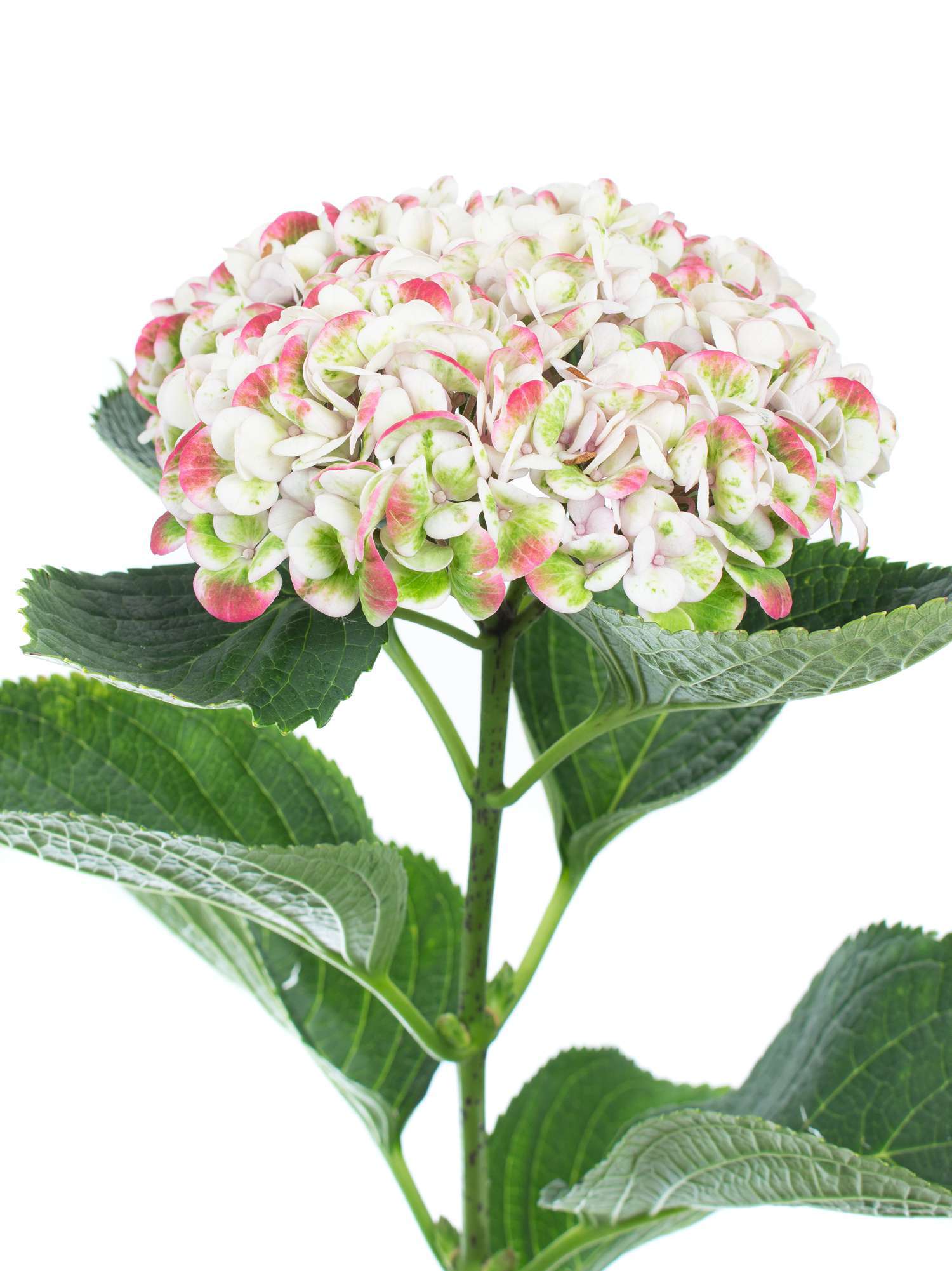 blumigo-hortensien-revolution-classic-schnittblume-creme-gr-n-1-stiel image 1