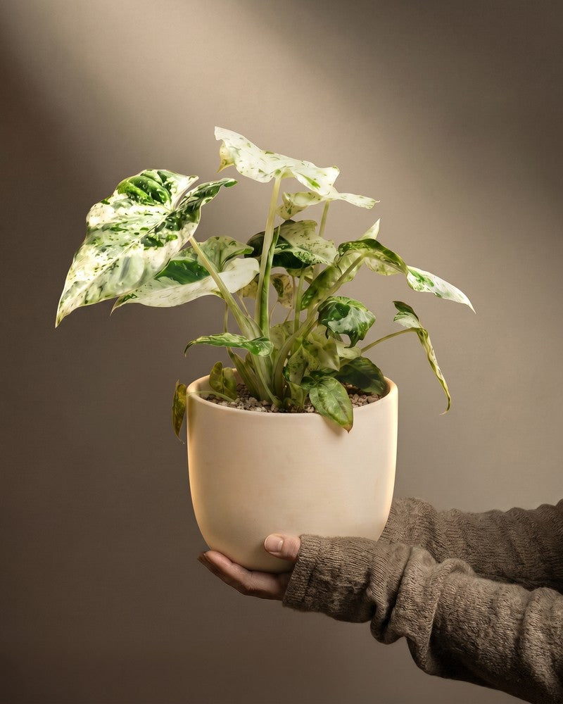 feey-alocasia-macrorrhiza-splash-elefantenohr image 1