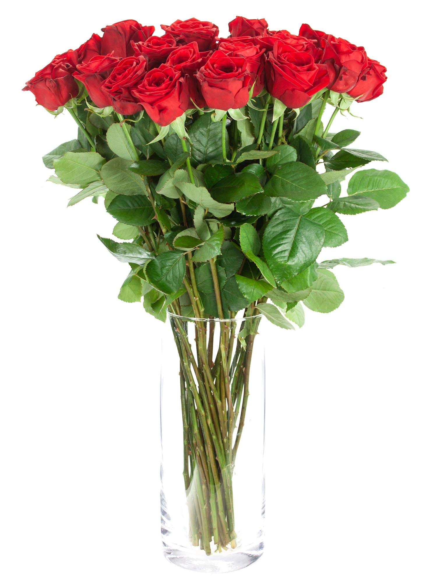blumigo-rosen-100-rote-rosen-60-cm-lang image 2