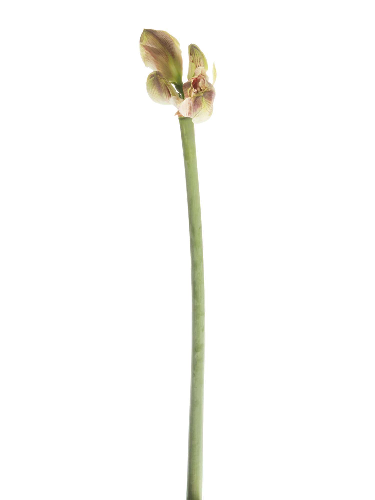 blumigo-amaryllis-sidney-schnittblume-rot-wei-stiel image 3