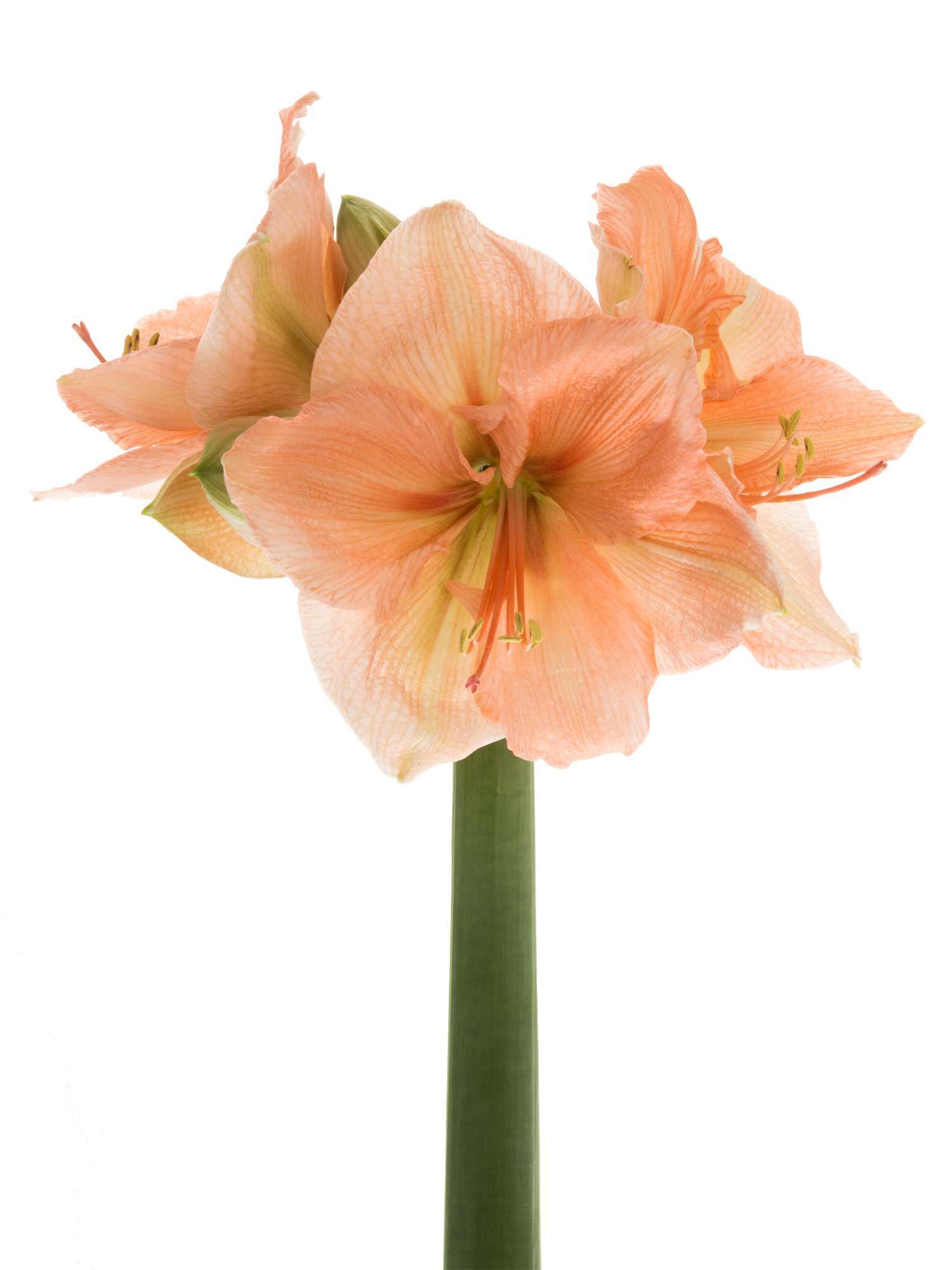 blumigo-amaryllis-rilona-schnittblume-apricote image 6