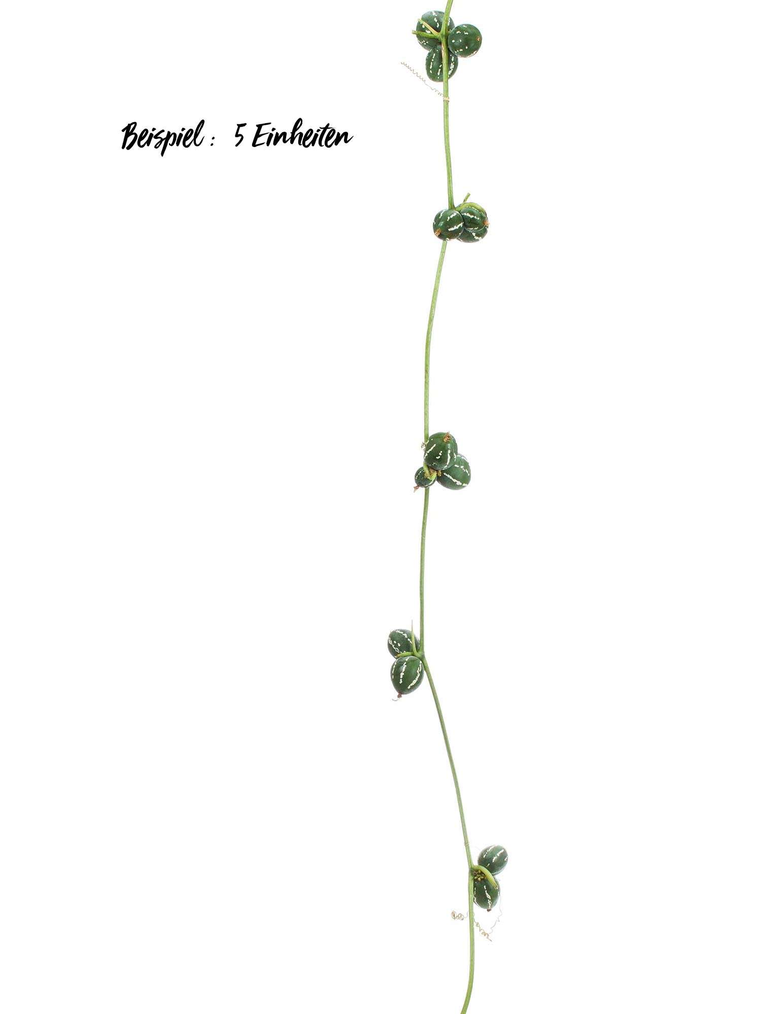 blumigo-blattwerk-diplocyclos-palmatus-ranke-gr-n-frisch image 5