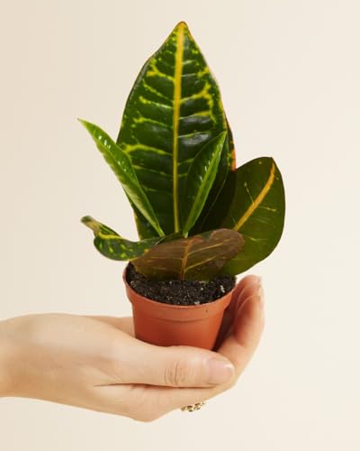 plnts-babyplnts-codiaeum-petra-wunderstrauch-zimmerpflanze-6cm-topf image 8