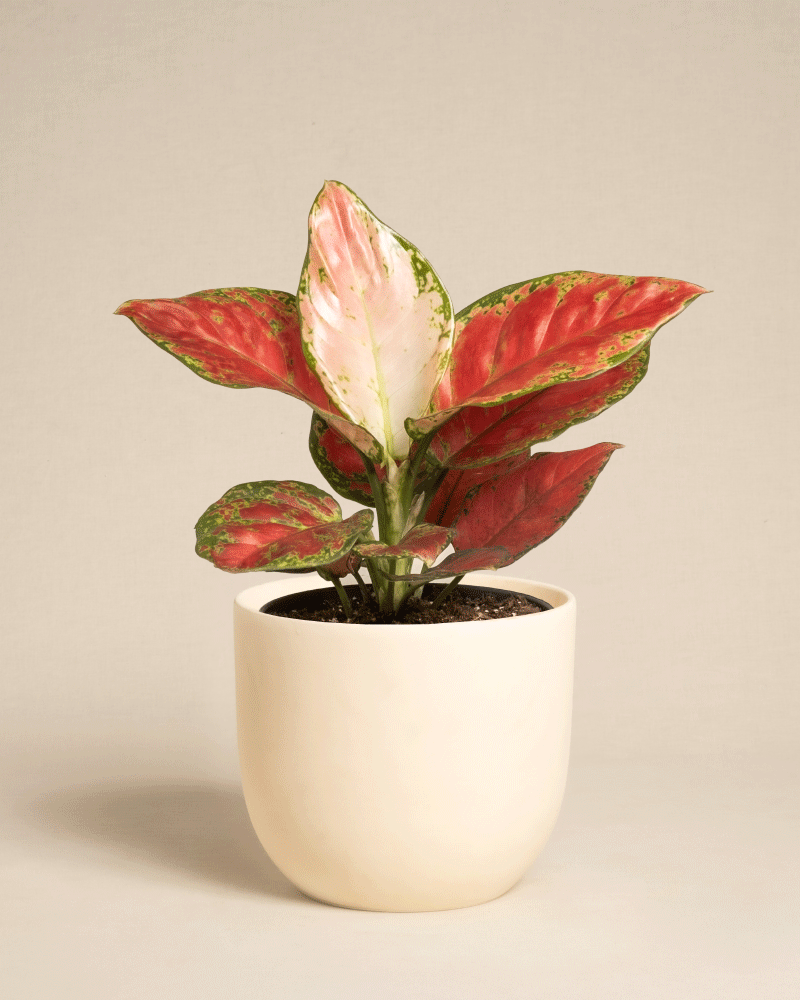 feey-variado-aglaonema-cayenne-red-ohne-bertopf-bunt image 7