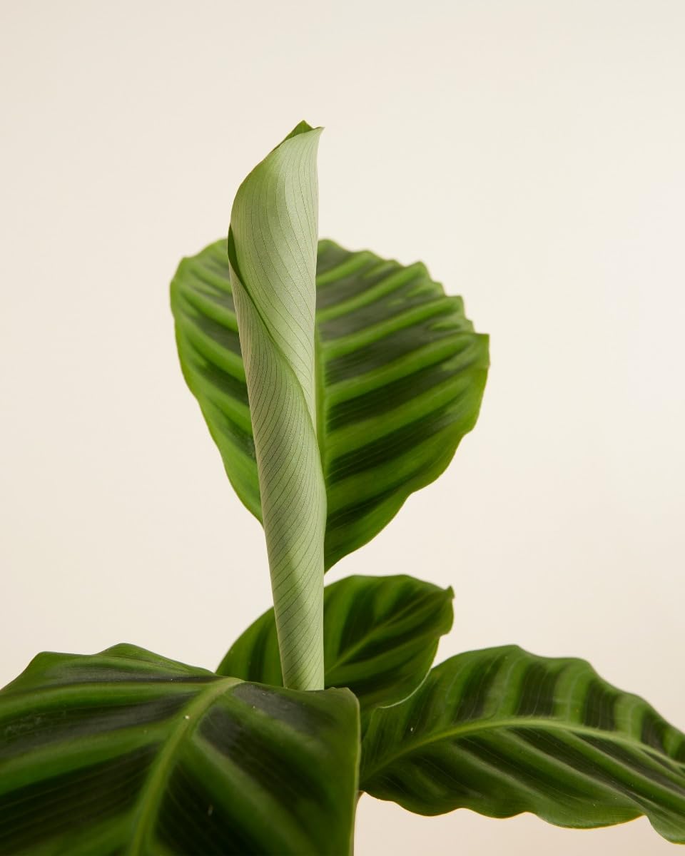 plnts-rareplnts-calathea-zebrina-zimmerpflanze-12cm-35cm-luftreinigend image 4