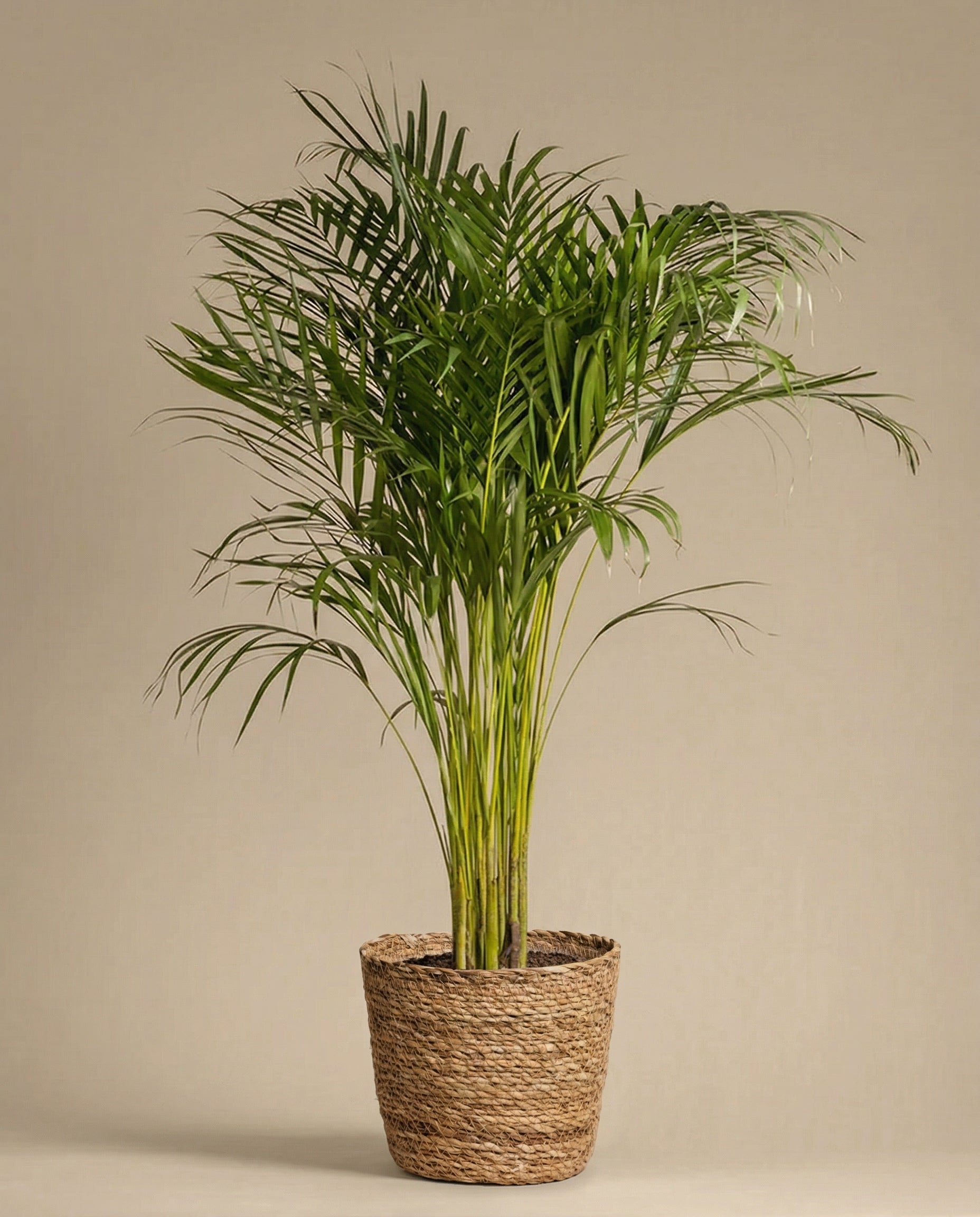 feey-variado-kesat-pflanzkorb-seegras-30-cm-handgeflochten image 5